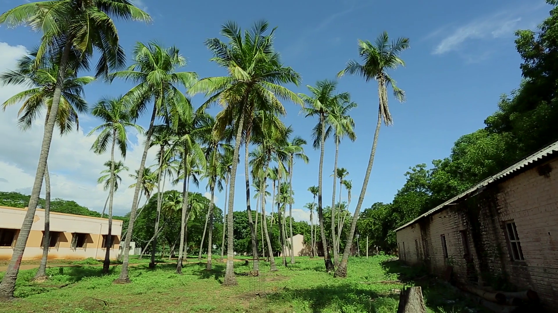 Pan Left Coconut Trees With House In The Background In The India ...