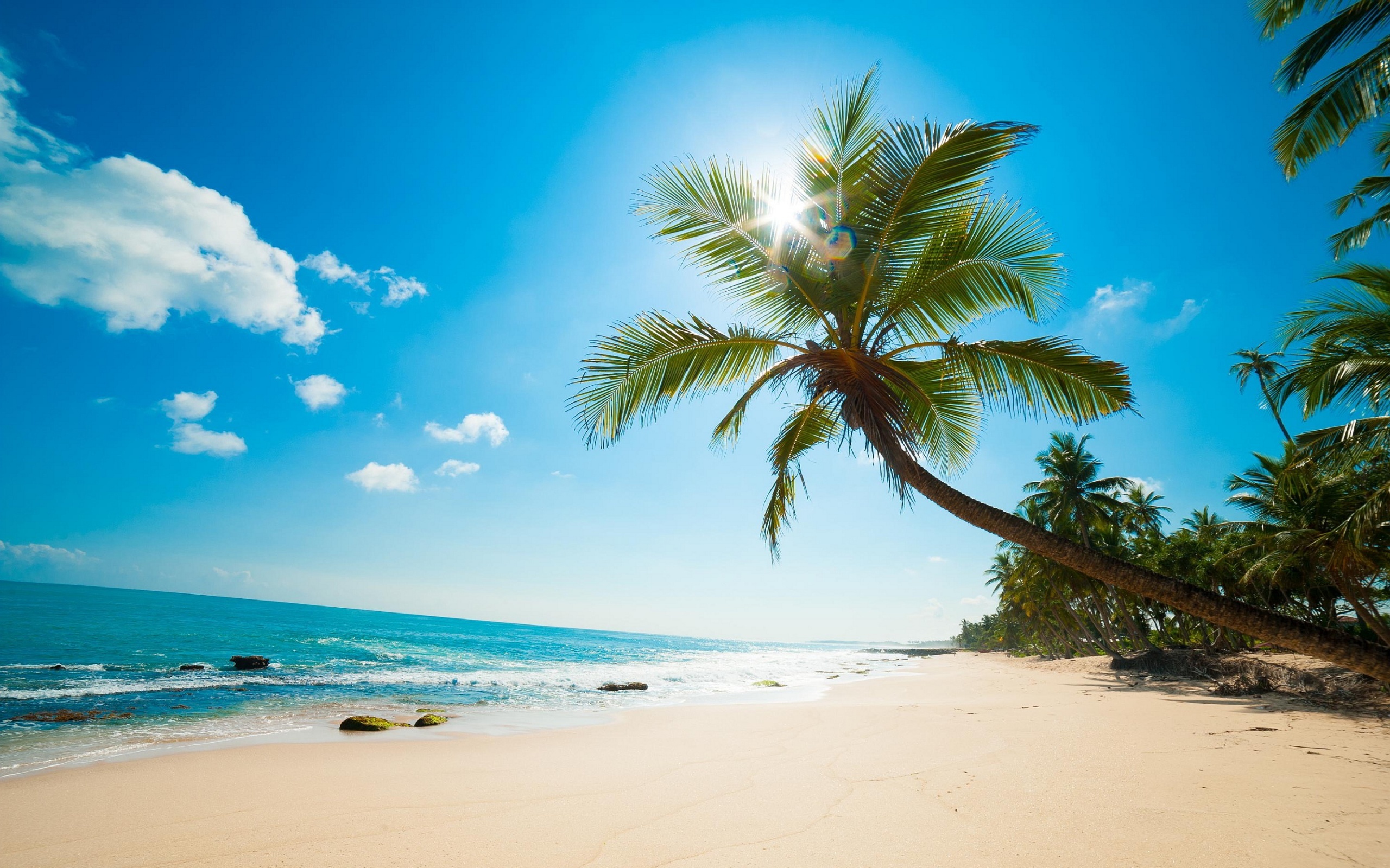 Beach Coconut Tree 20463 #6983270