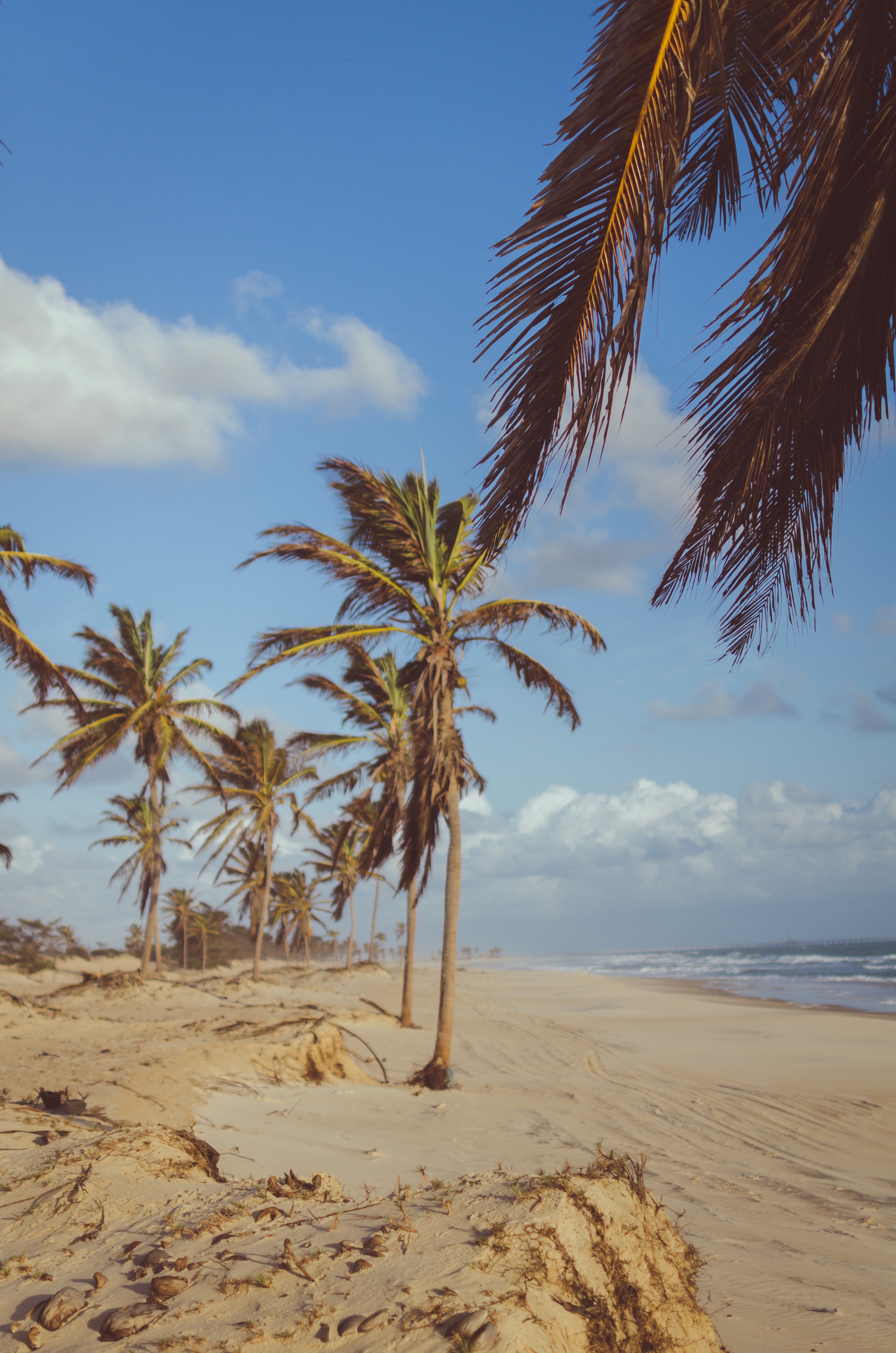 Coconut tree near sea at daytime photo