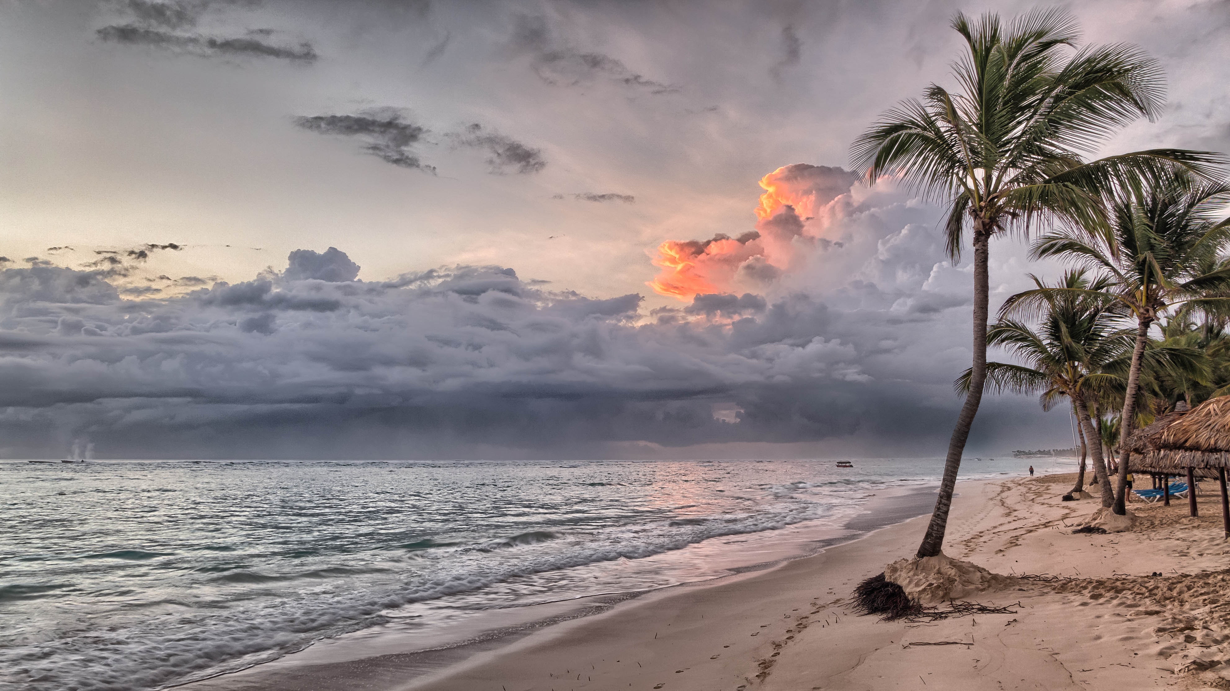 Coconut tree on shore during daylight photo