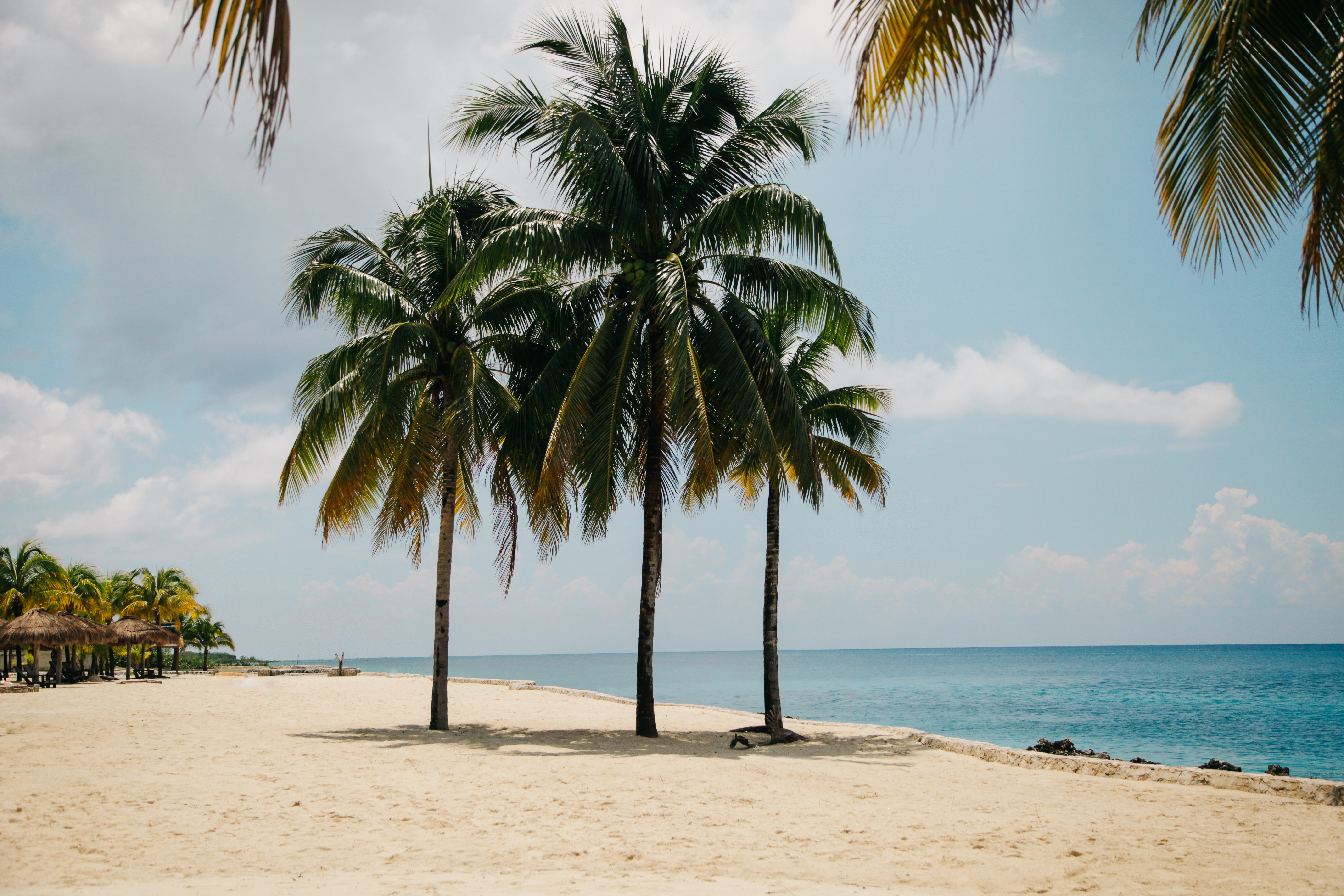 Coconut tree on the beach during daytime photo