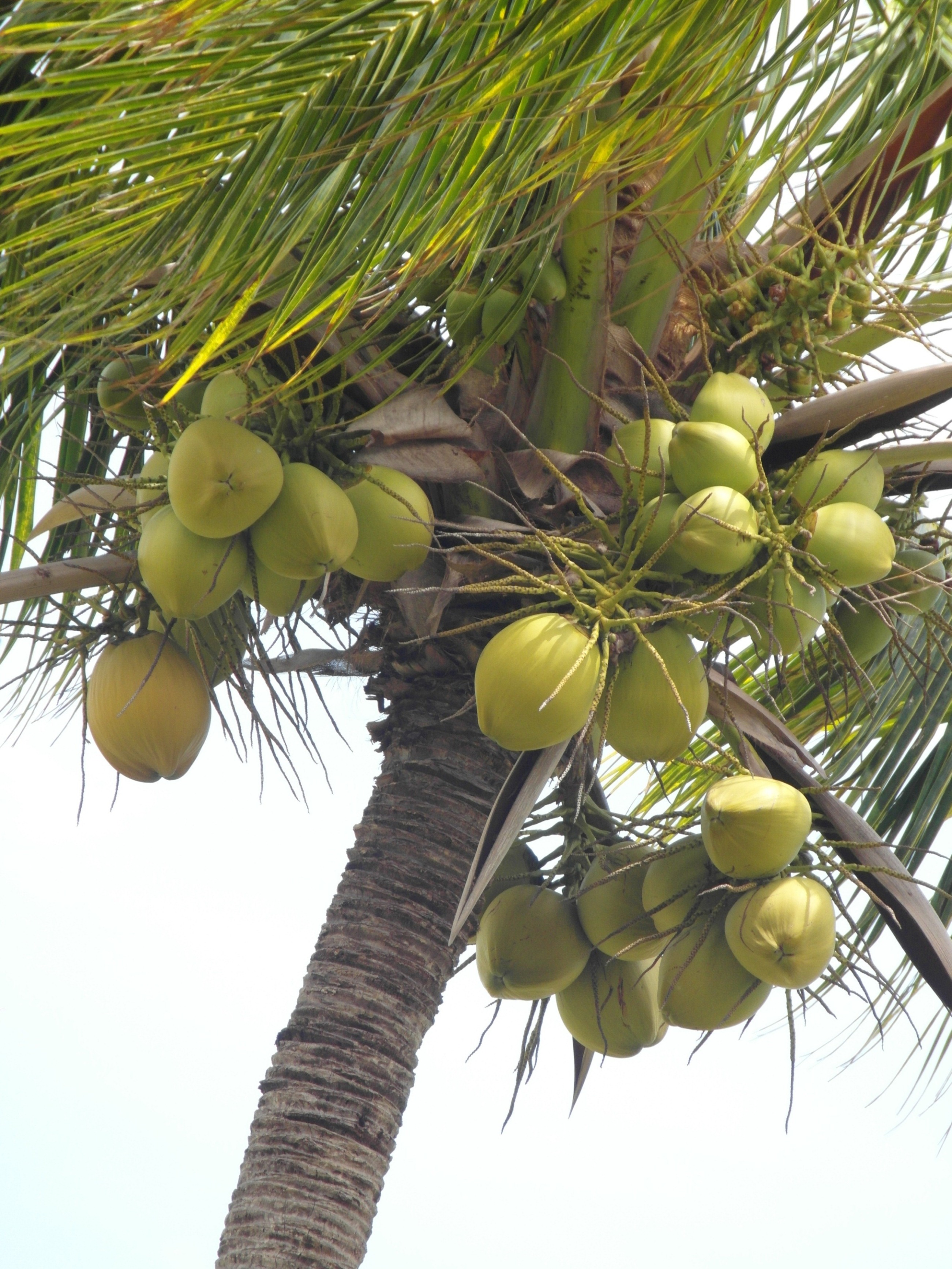 Coconut tree photo