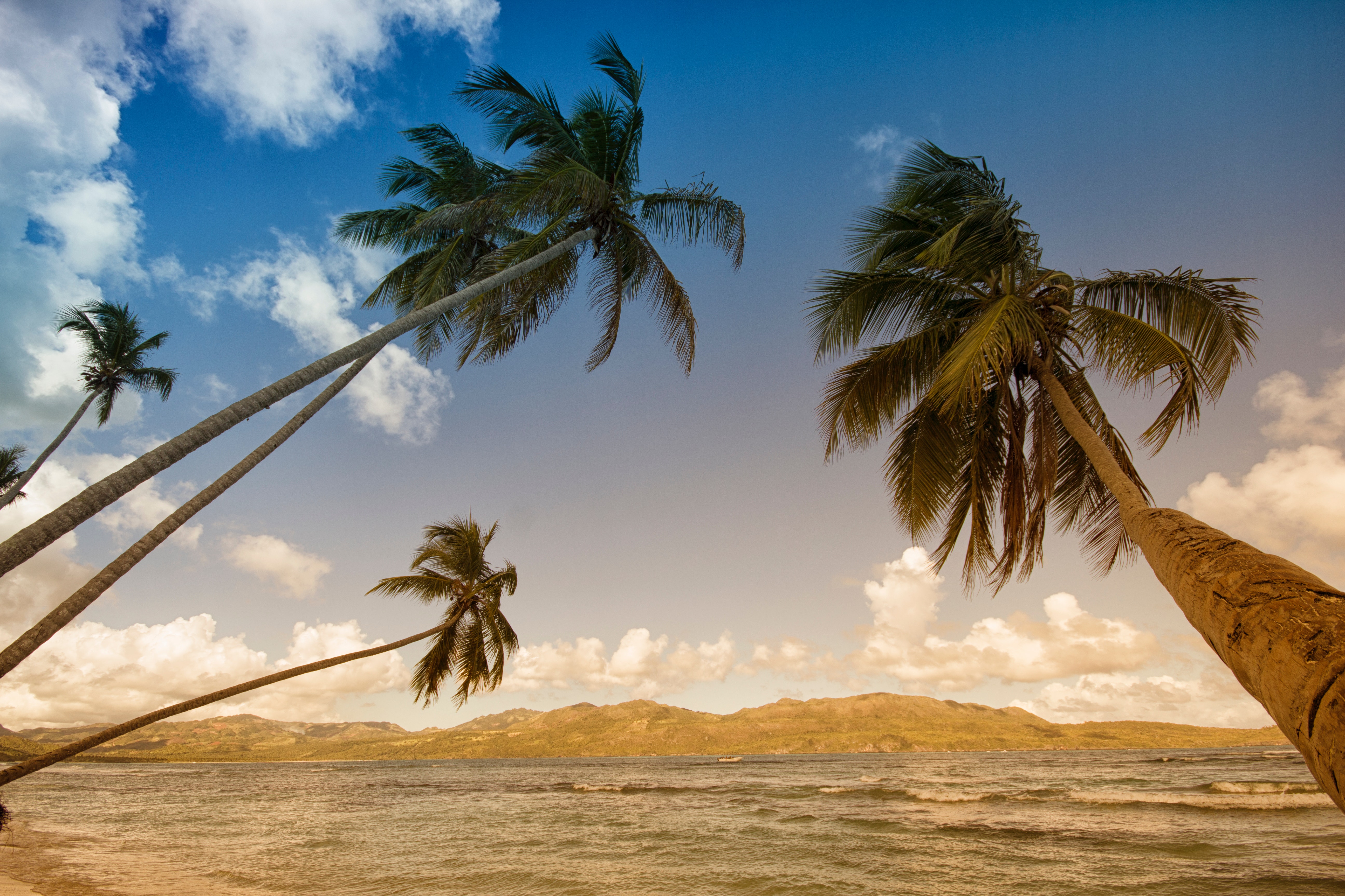 Coconut trees in sea shore during daytime photo