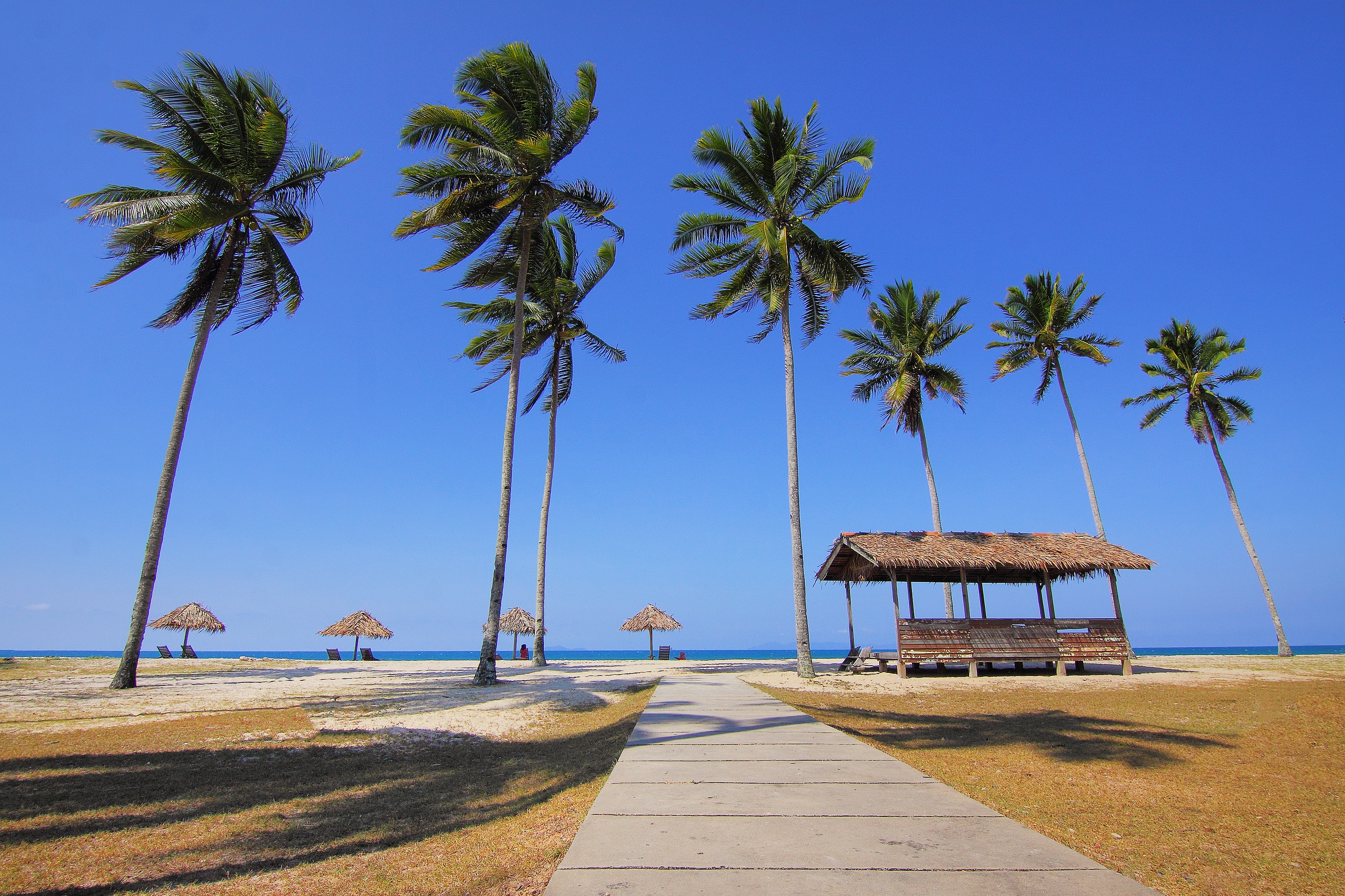Coconut trees lined near sea at daytime photo