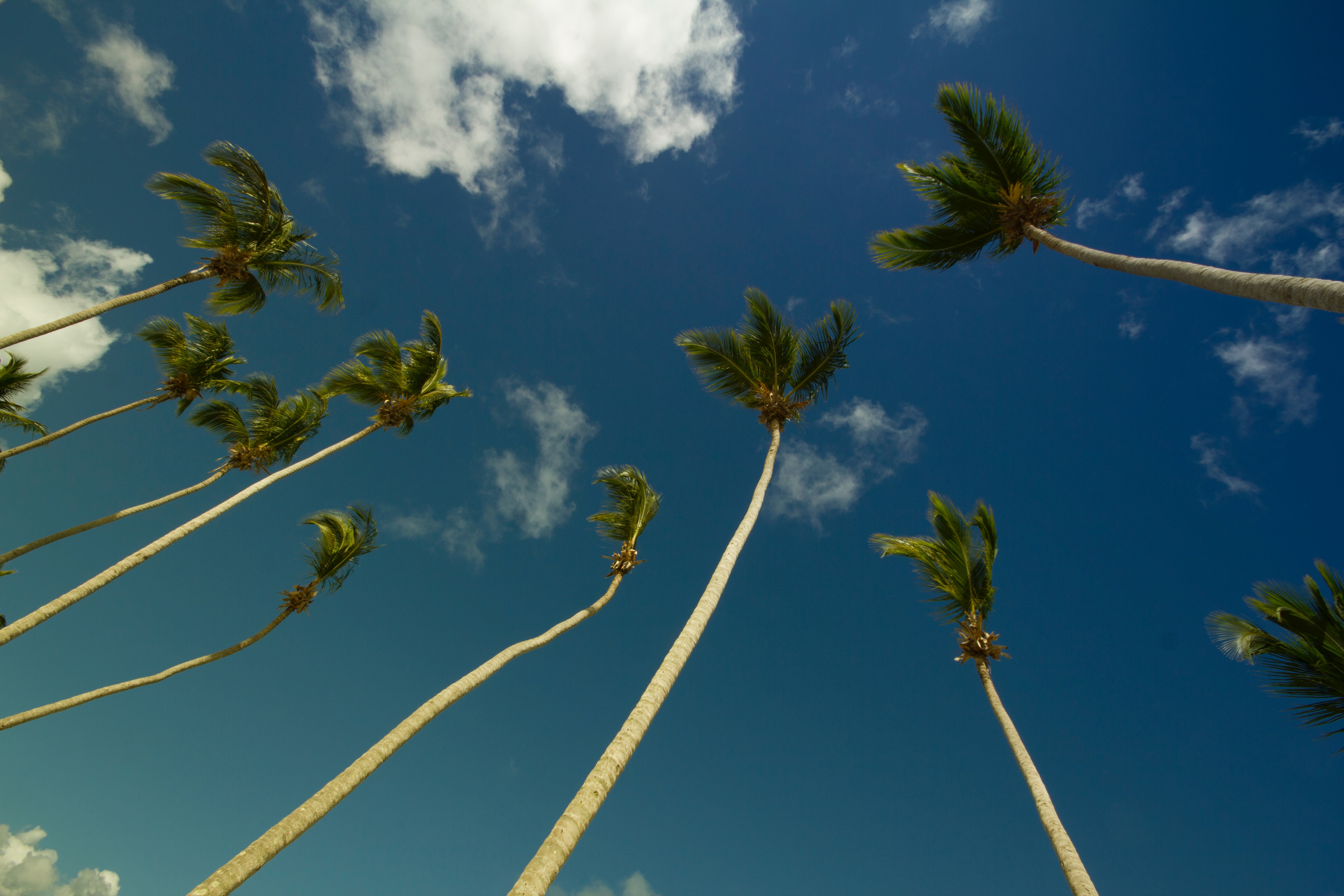 Coconut trees under gray and blue cloudy sky during daytime photo