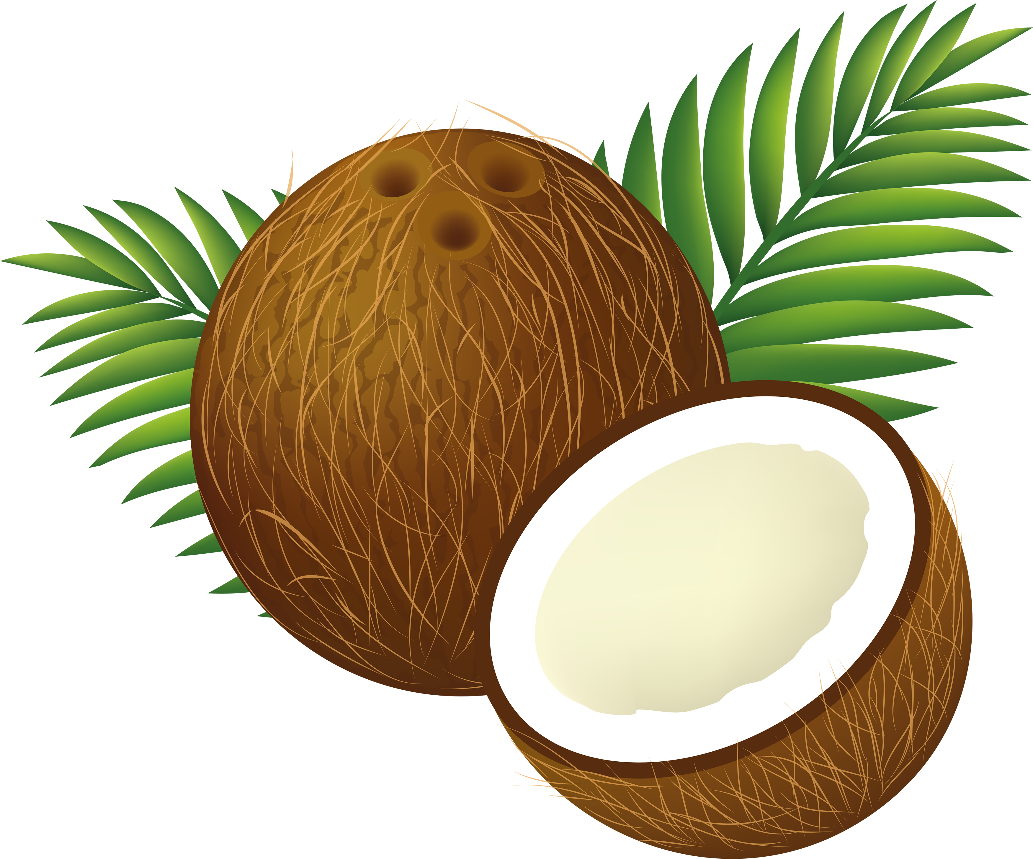 File:Coconut Clipart Cartoon.png - Wikimedia Commons