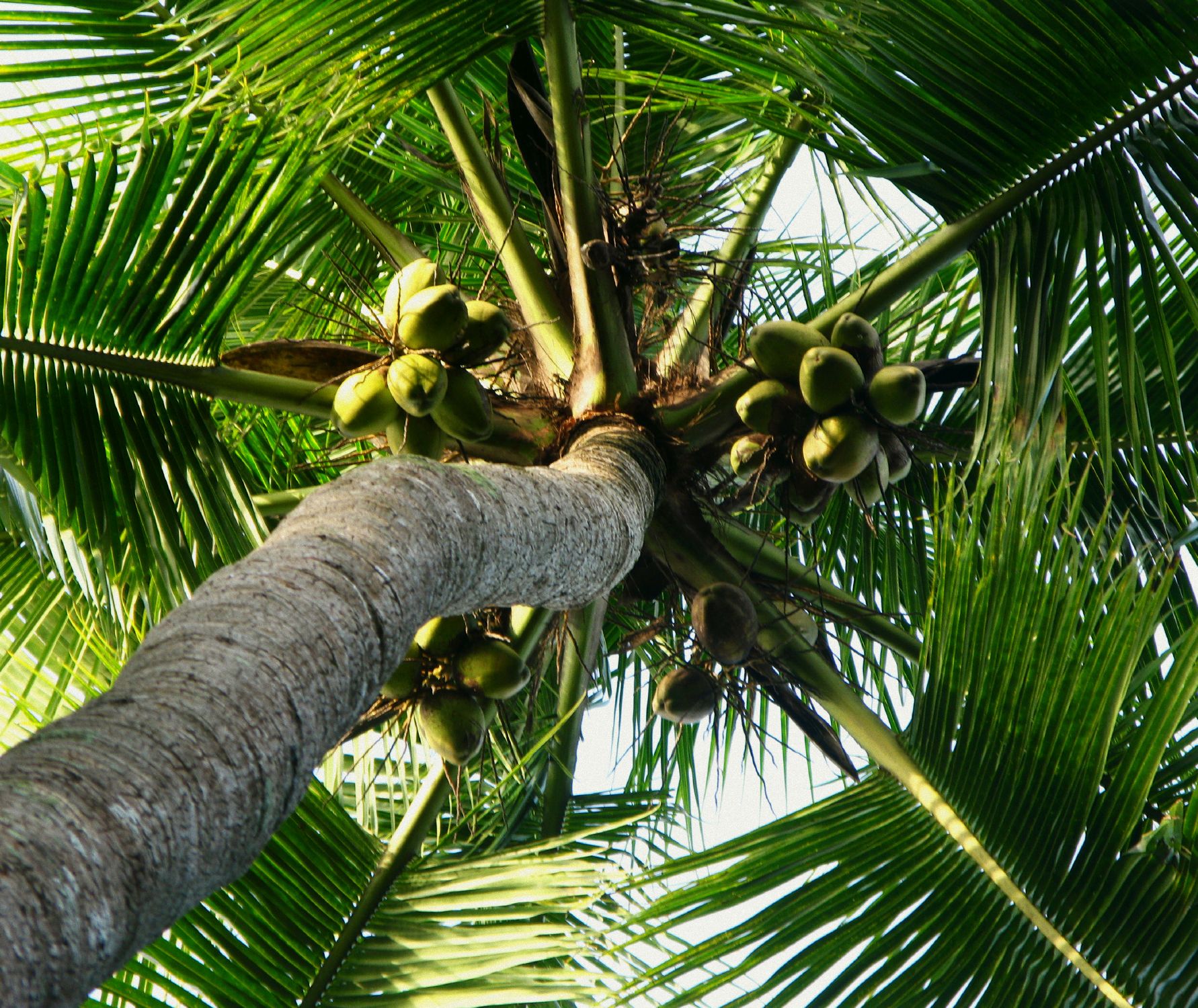 Precious Timber | What We Grow - Coconuts ... We Grow Money!
