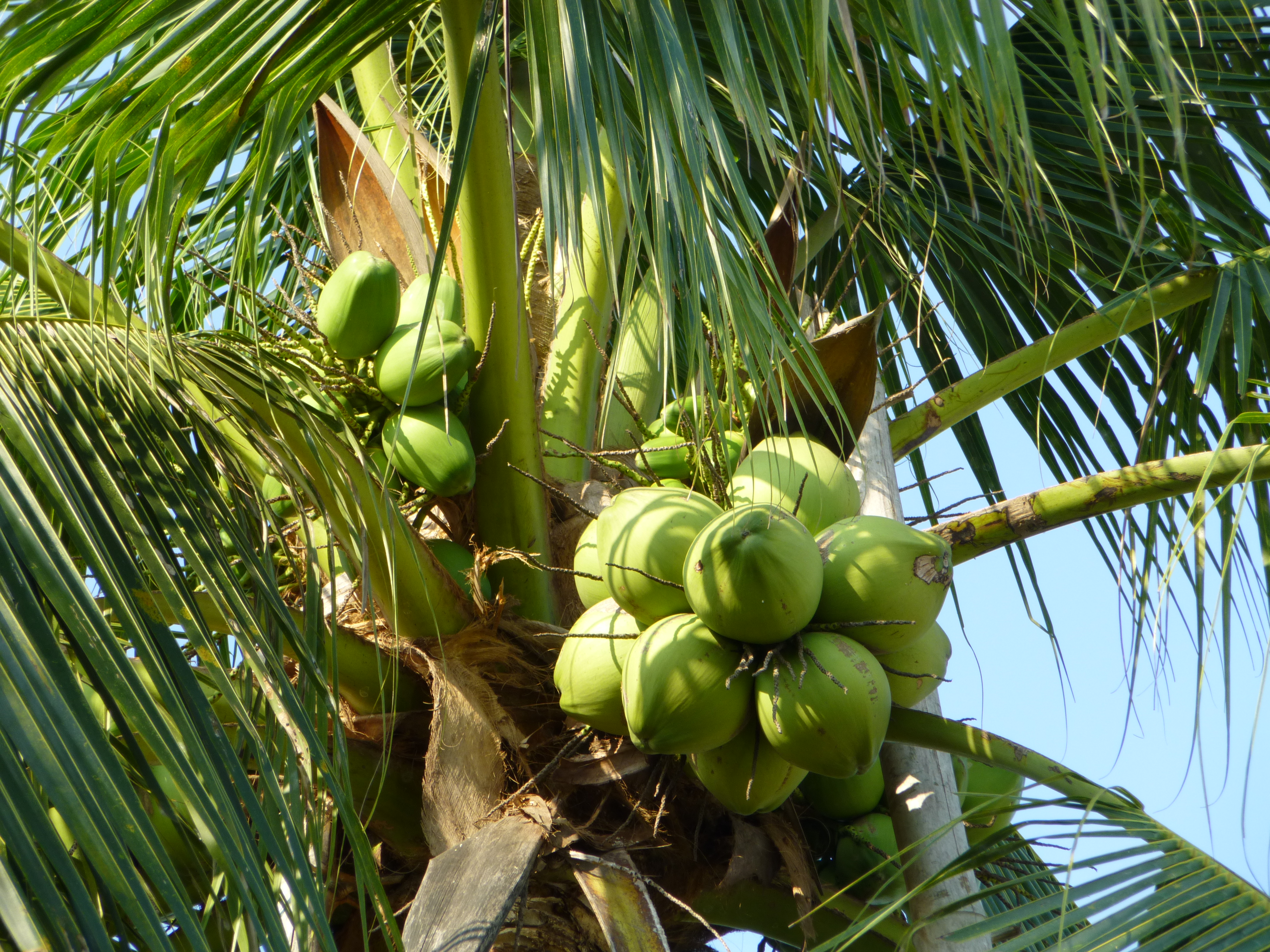 Thailand: 101 Things to Do with a Coconut | Kitchen Operas