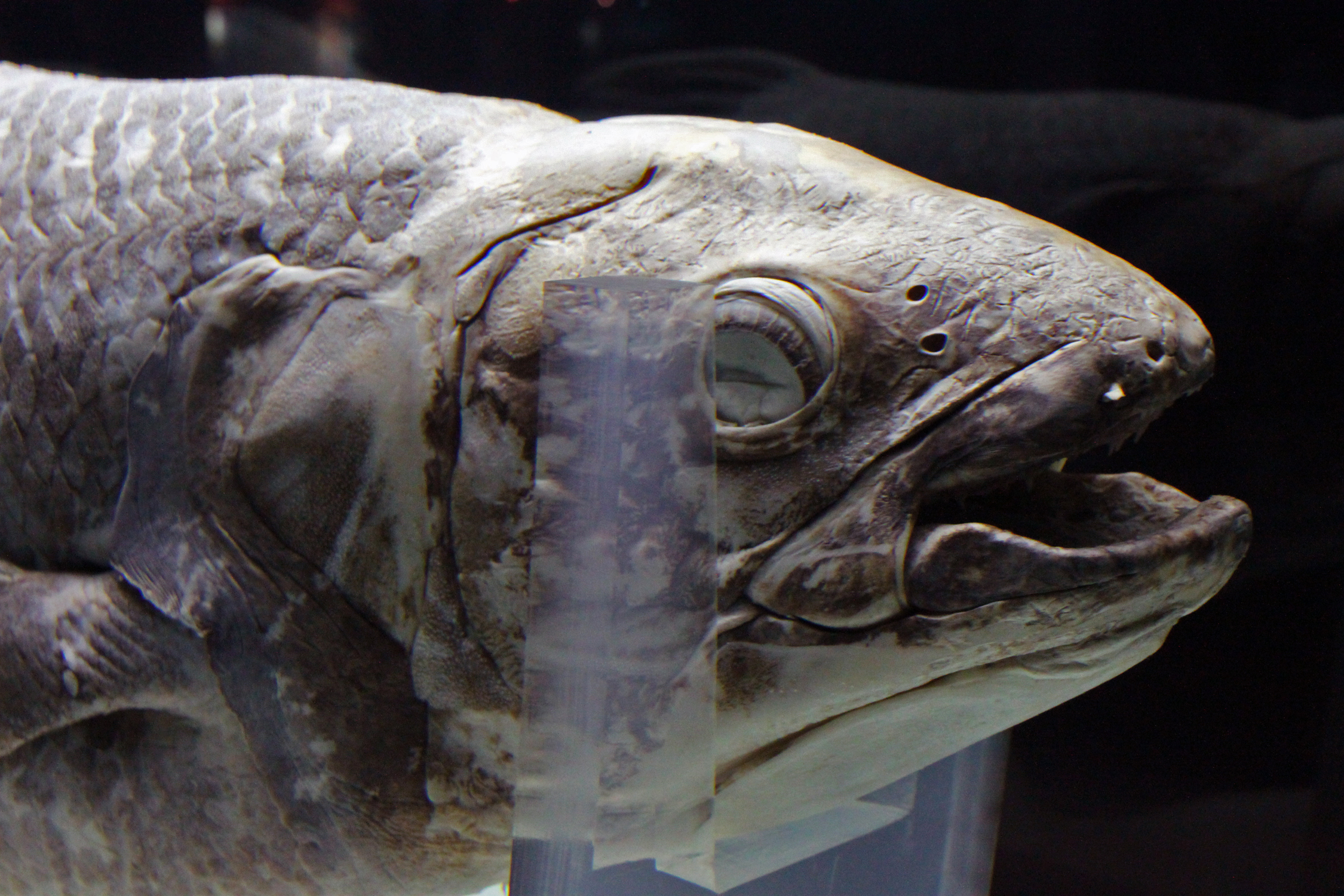 File:Coelacanth sea world closeup2.JPG - Wikimedia Commons