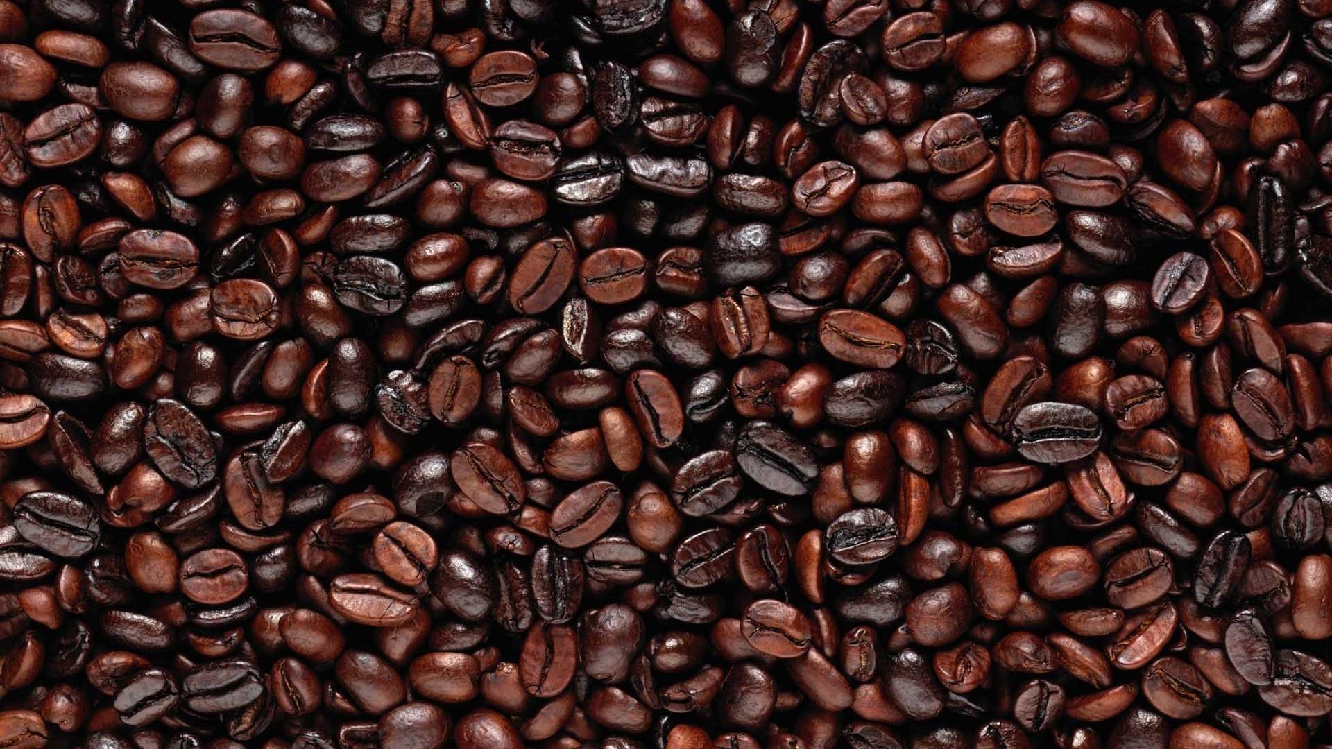 Jungle Beans Coffee - Coffee Ken