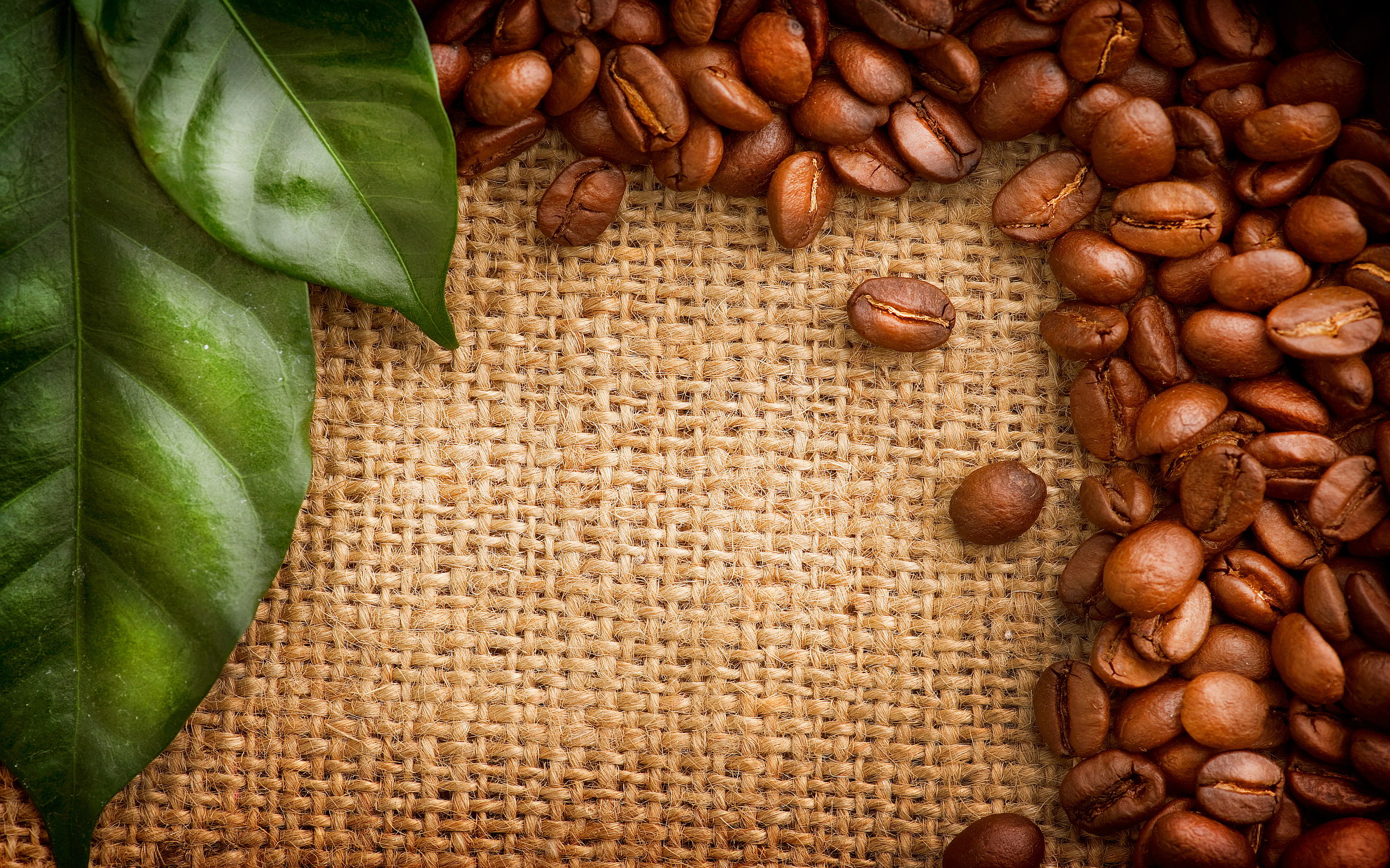 About The Coffee Bean and the Coffee Cherry - Mogul