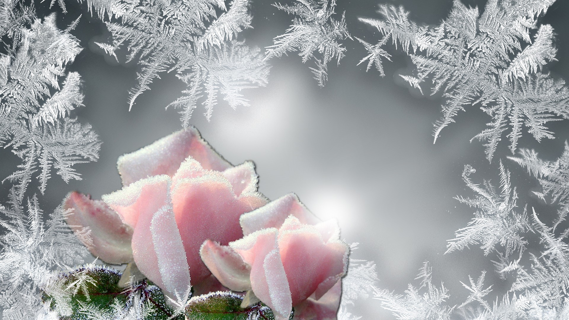 Flowers Cold Firefox Winter Glow Frost Persona Roses Frozen Silver ...