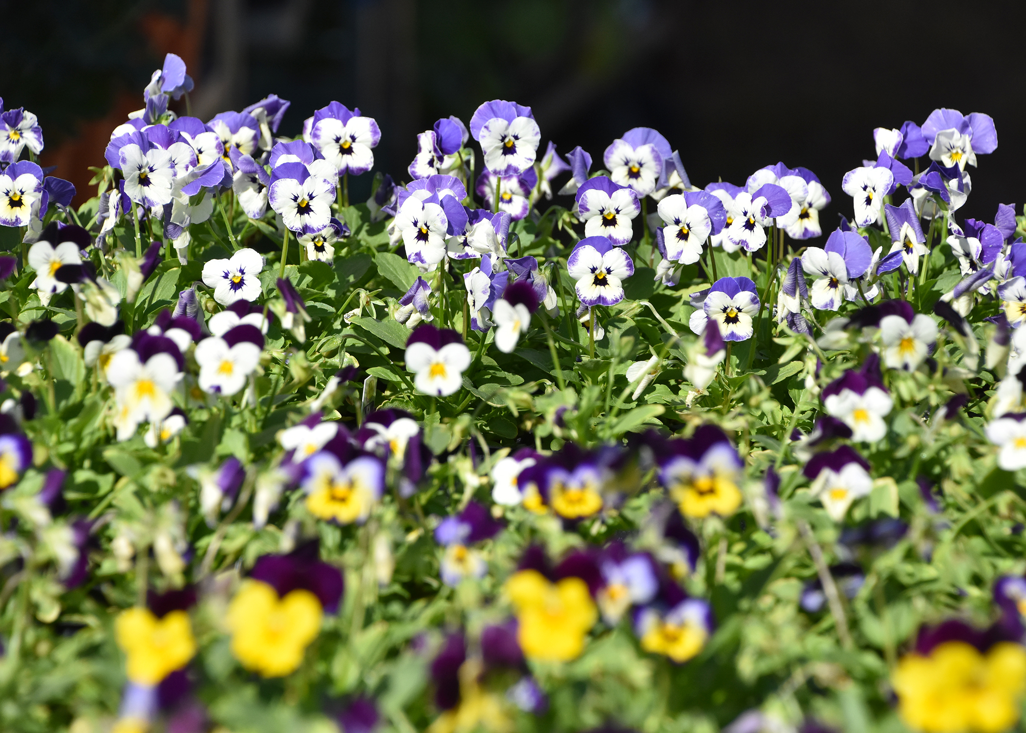 Plant violas before cold weather arrives | Mississippi State ...
