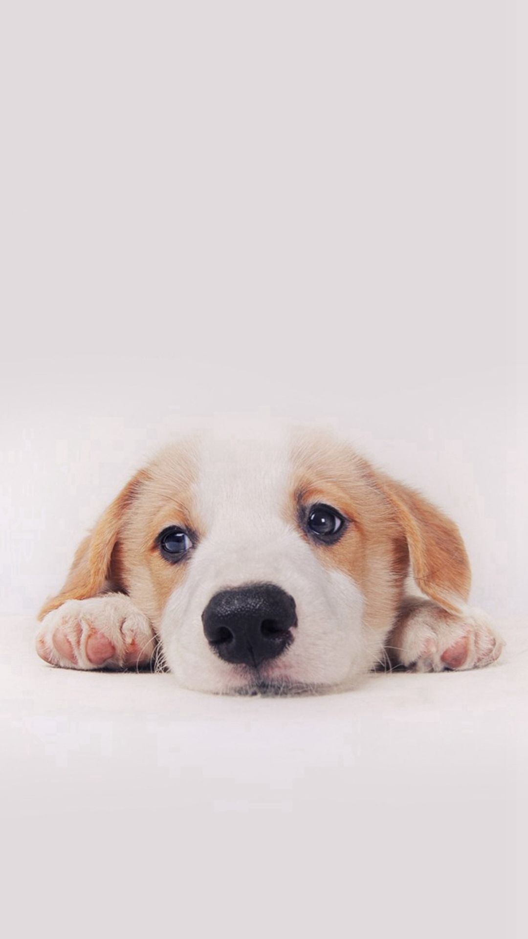 Cute Puppy Dog Pet #iPhone #6 #plus #wallpaper | iPhone 6 Wallpapers ...