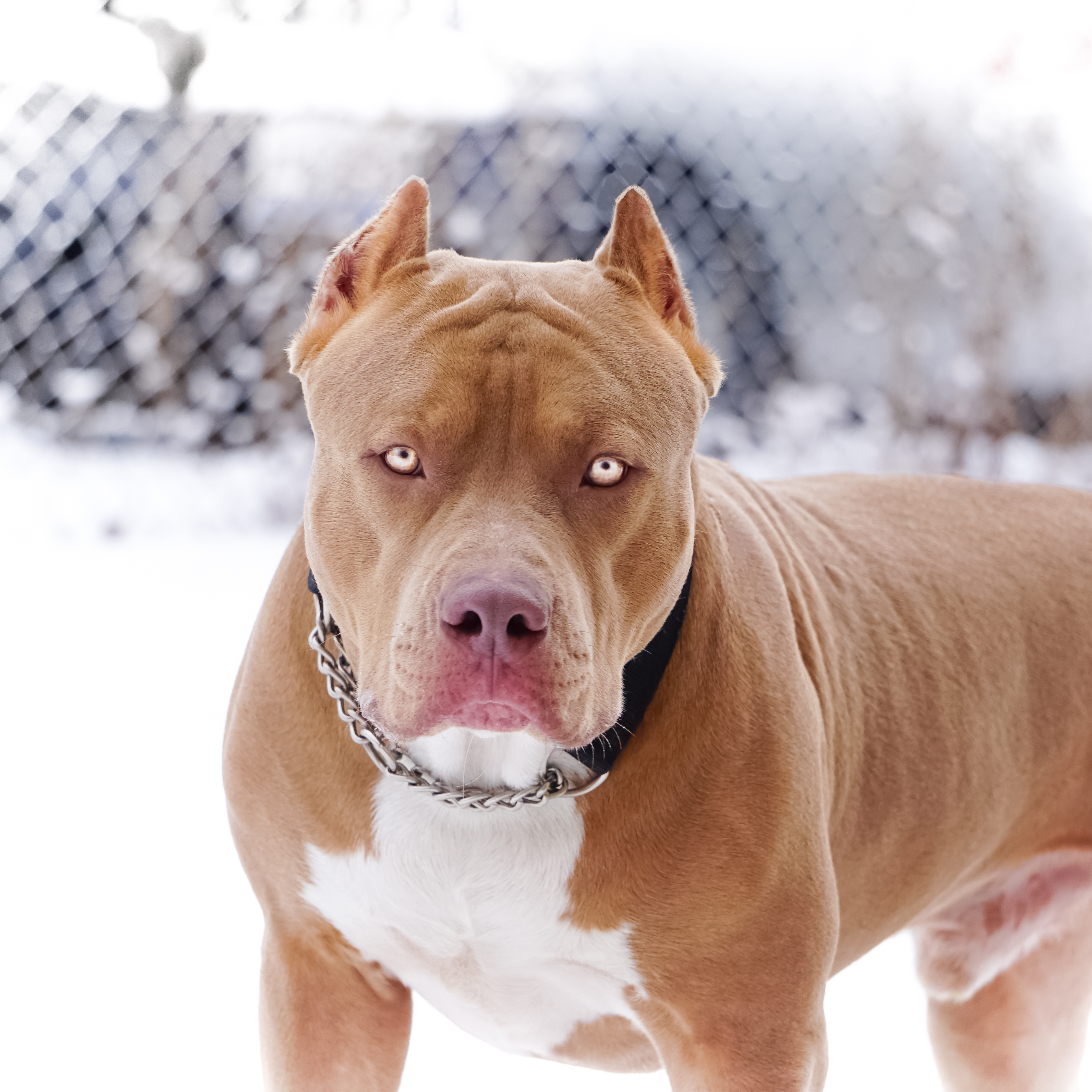 9 Things You Should “Nose” about the Blue Nose Pitbull - Animalso