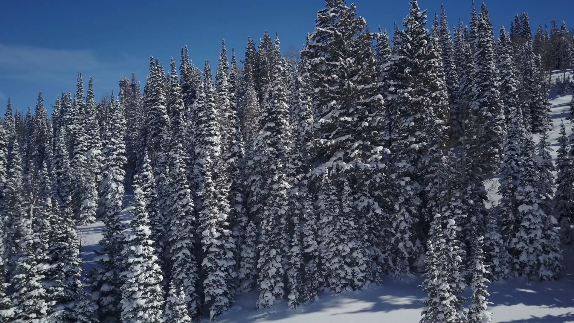Aerial Drone Winter Snow Pine Forest Mountain 4K 177. Winter snow on ...