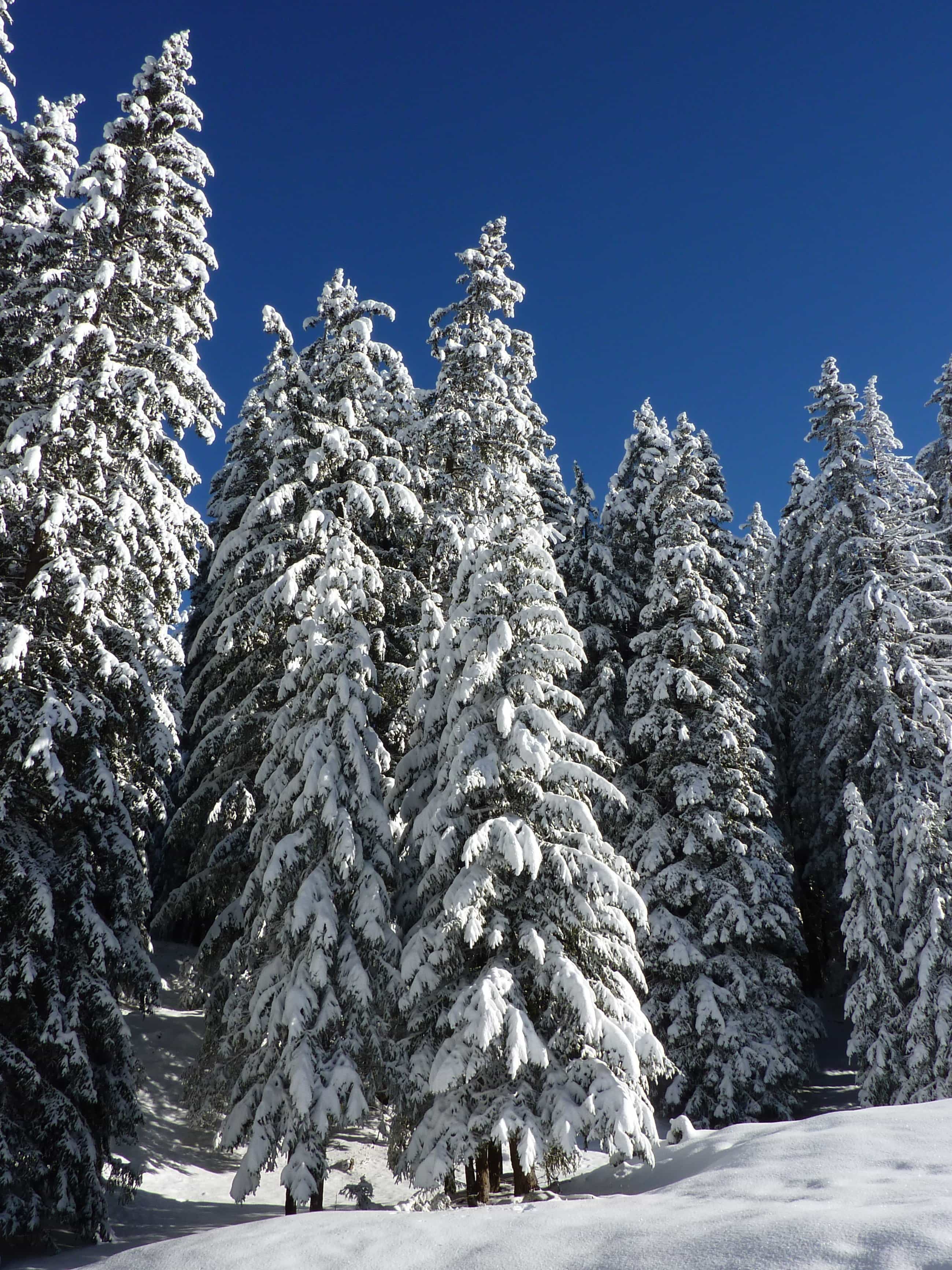 Free picture: winter, snow, cold, frost, hill, blue sky, wood ...