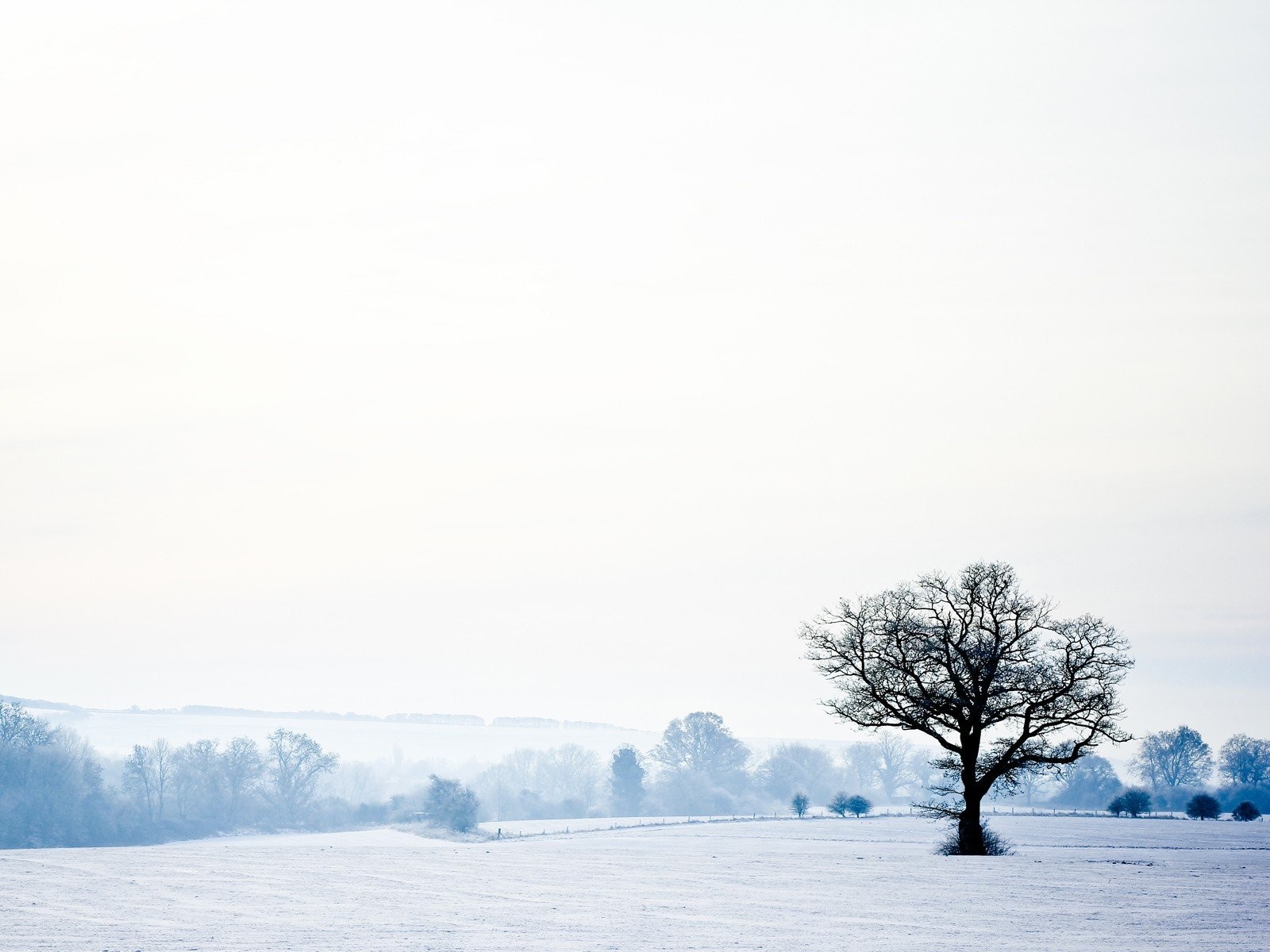 Trees: Cold Seasons White Landscapes Snow Lonely Trees Winter ...