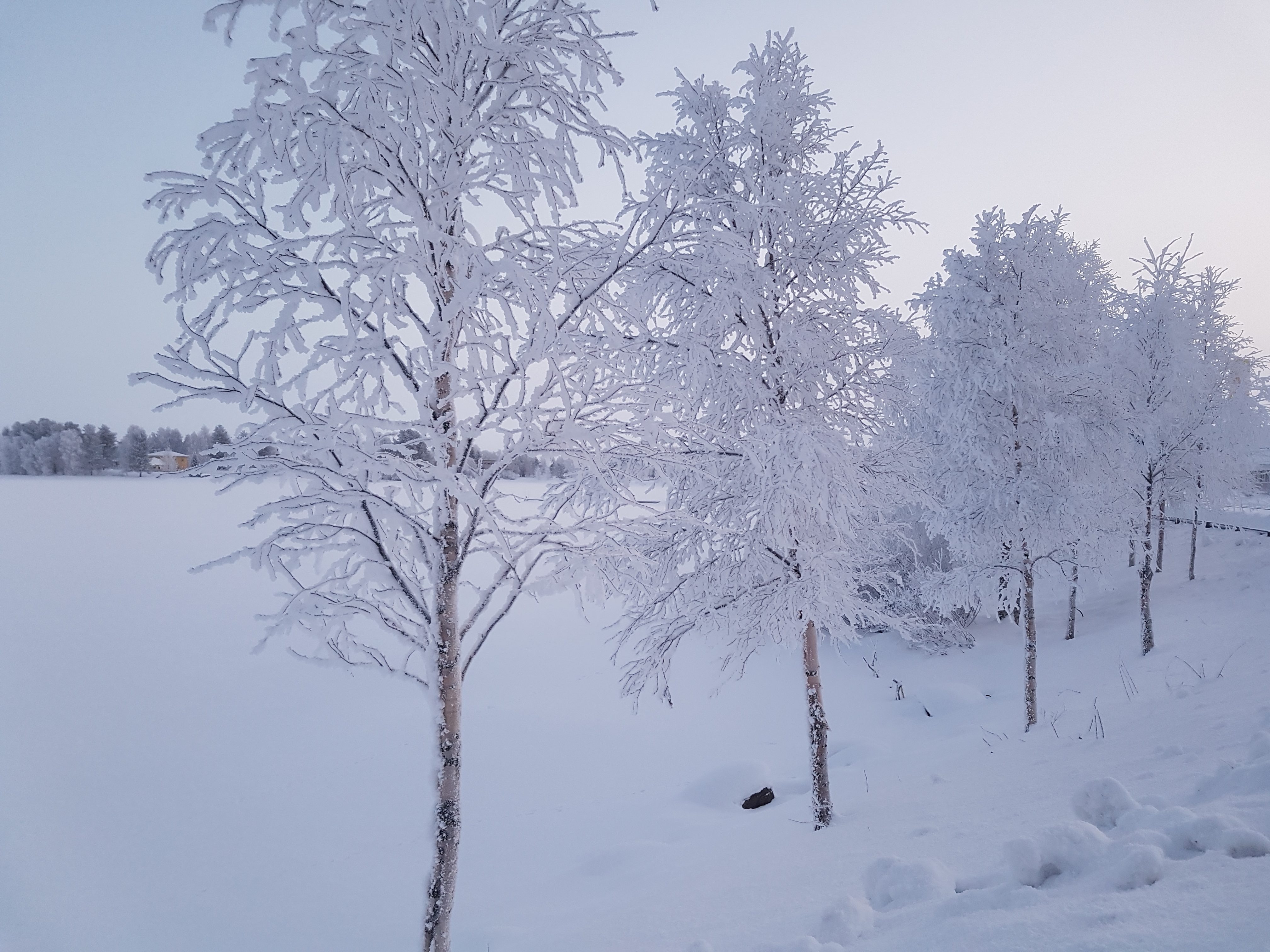 Снежная пелена. Пелена из снега. Замерзшие деревья Лапландии. Снежная коса.