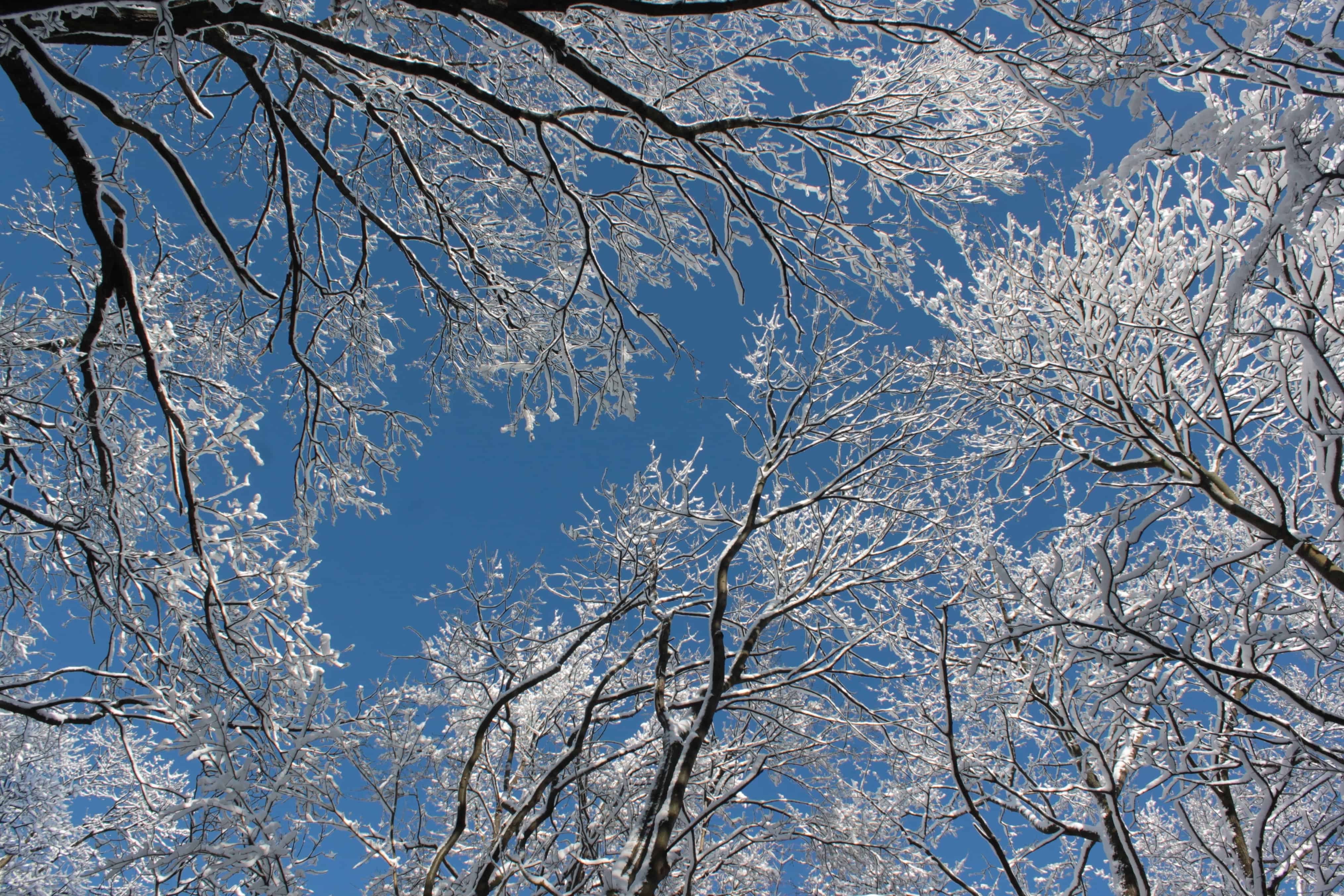 Free picture: snow, branch, cold, winter, frost, tree, blue sky ...
