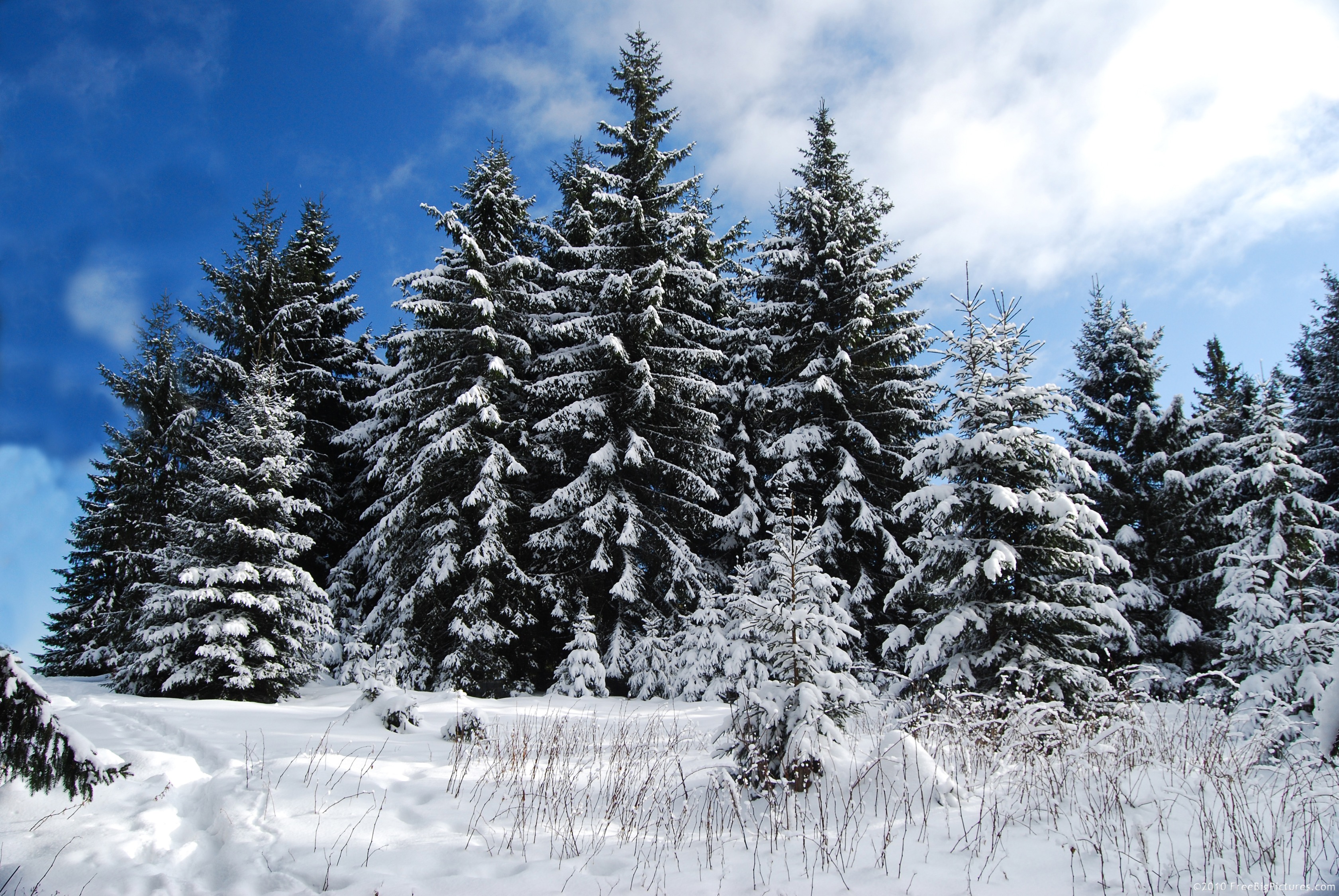 Снежная елочка. Ель зимой. Ель в лесу. Ель в снегу. Зима в лесу.