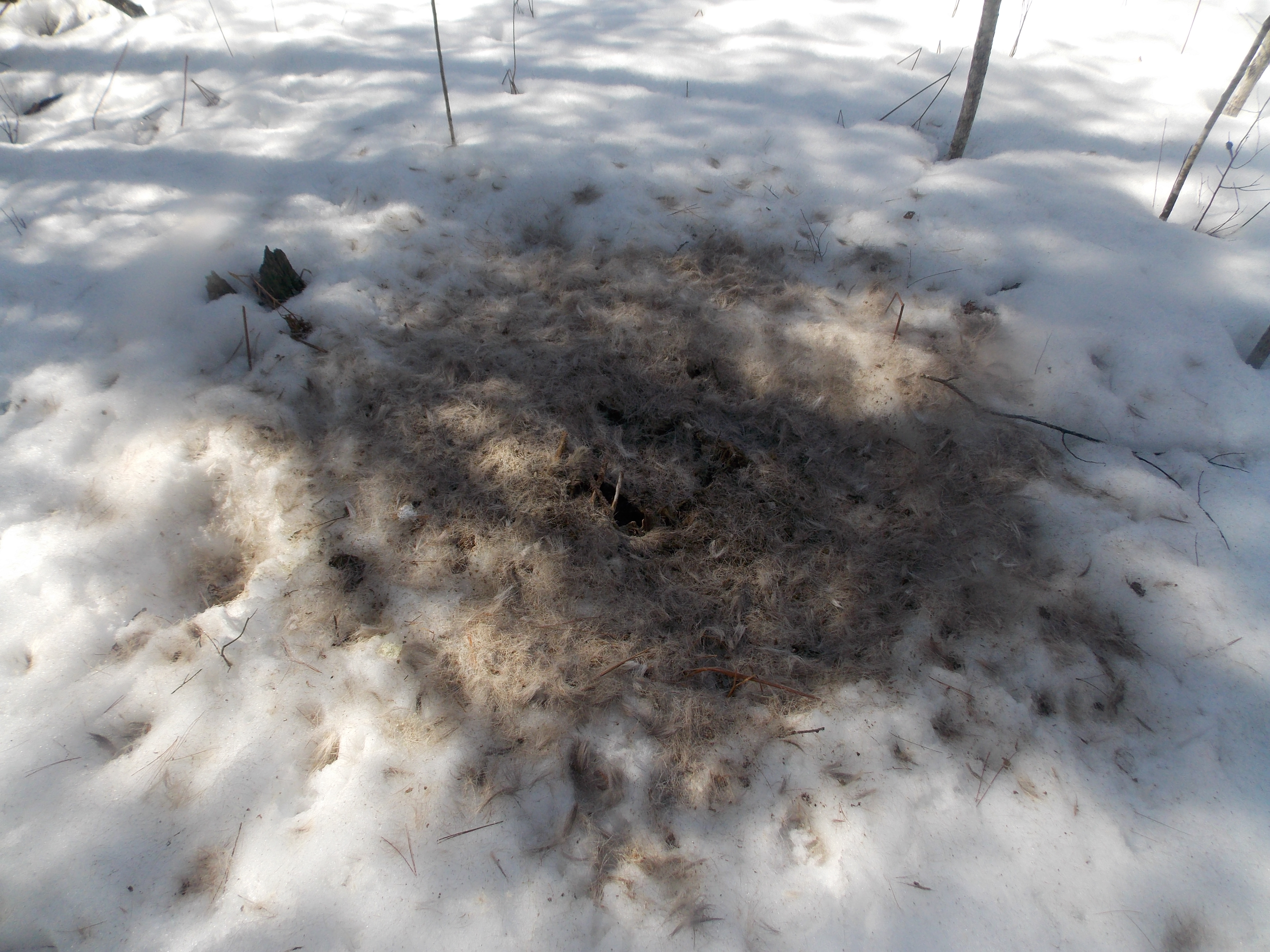 Michigan's Long Cold Winter Effects Deer Herd « Hunting with Mike