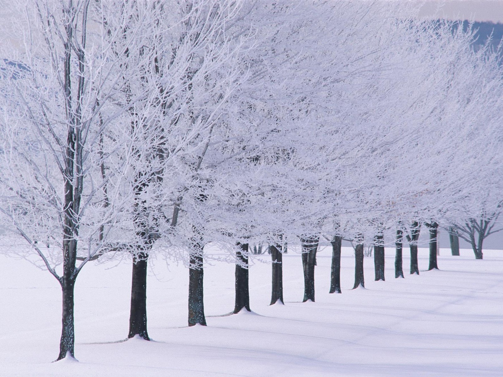 Cold Winter Cute And Attractive Place Hd Wallpaper For Download