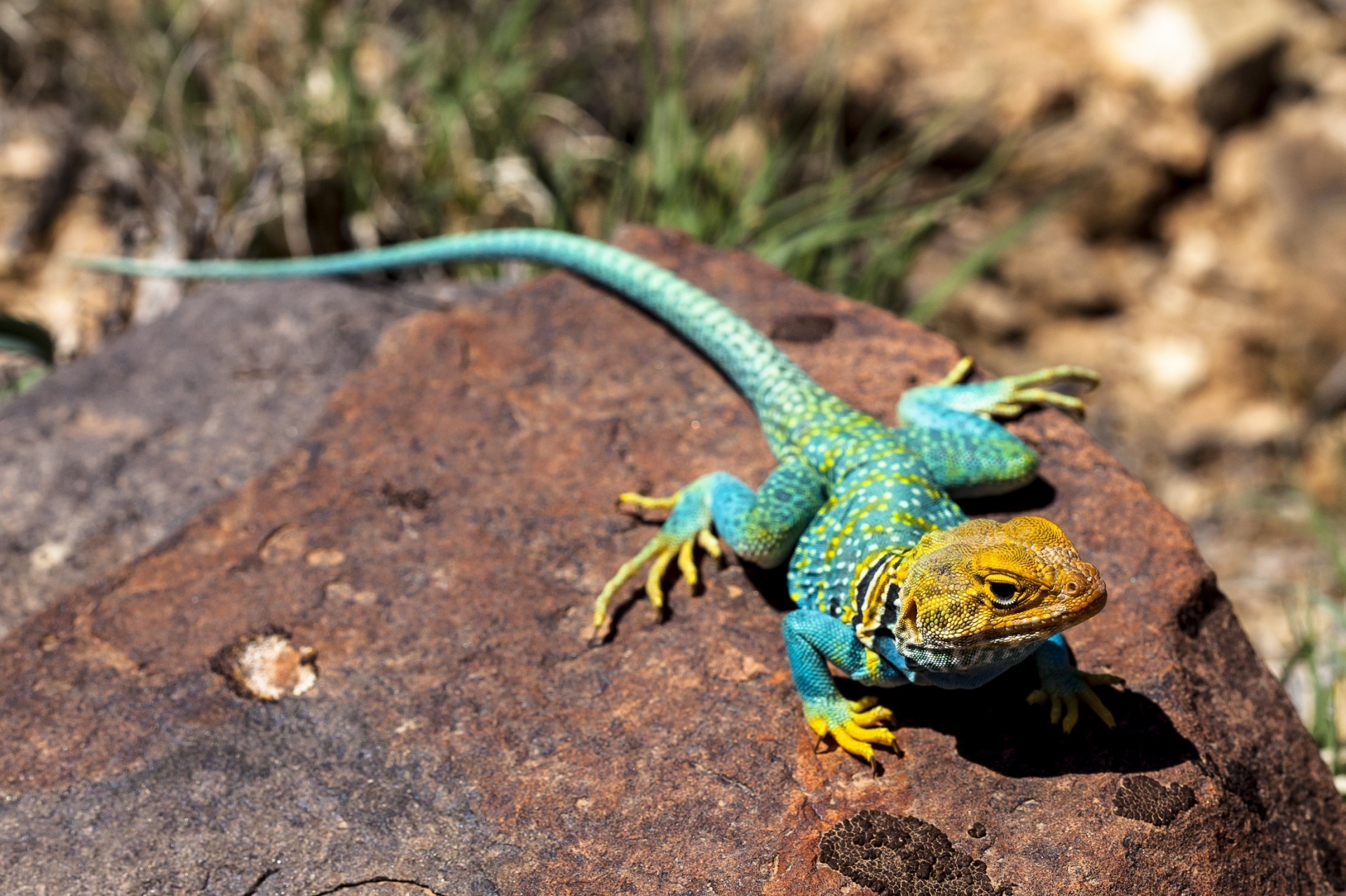 Collared Lizard Free Stock Photo - Public Domain Pictures