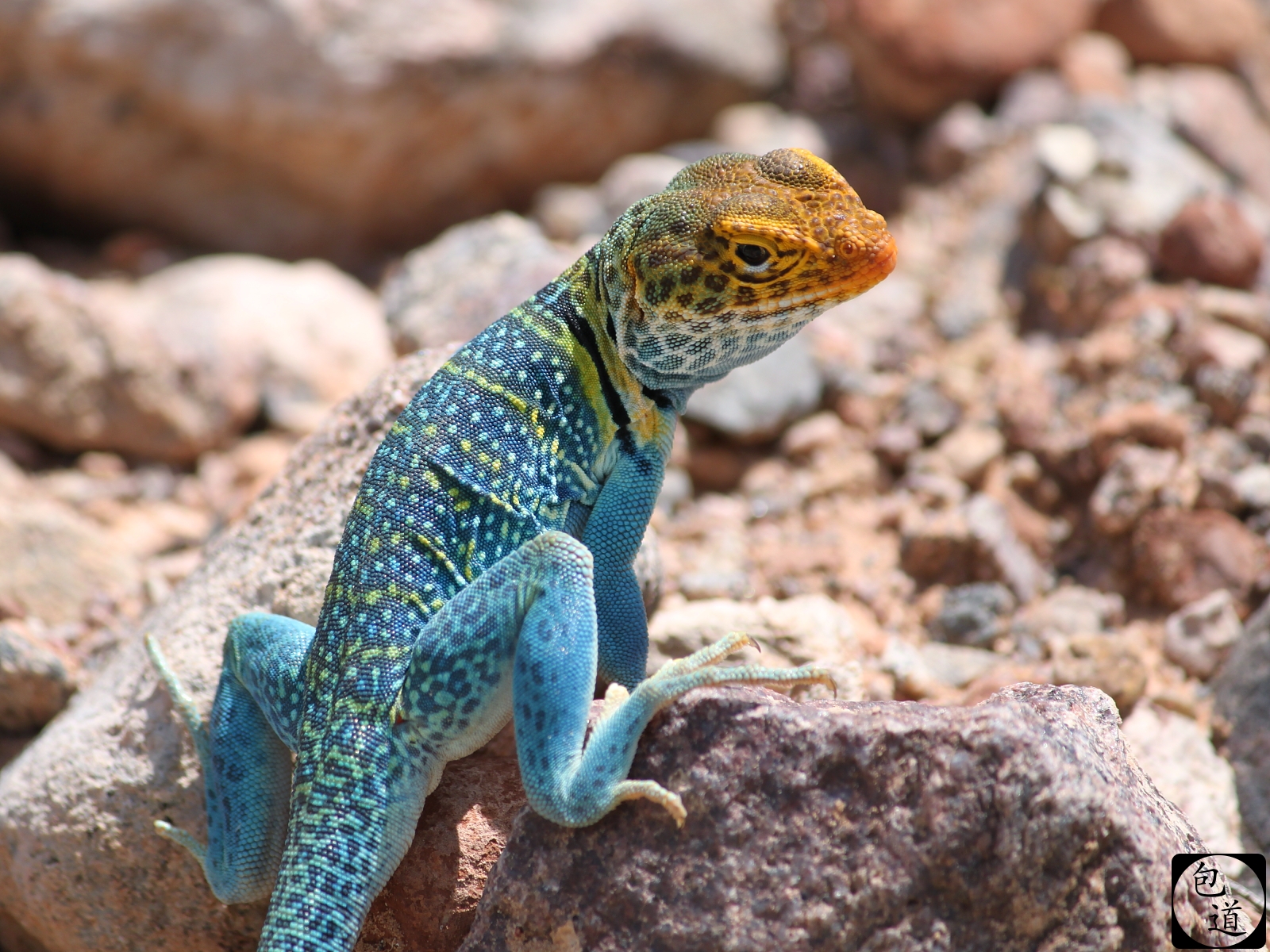 Collared Lizard Wallpapers and Background Images - stmed.net