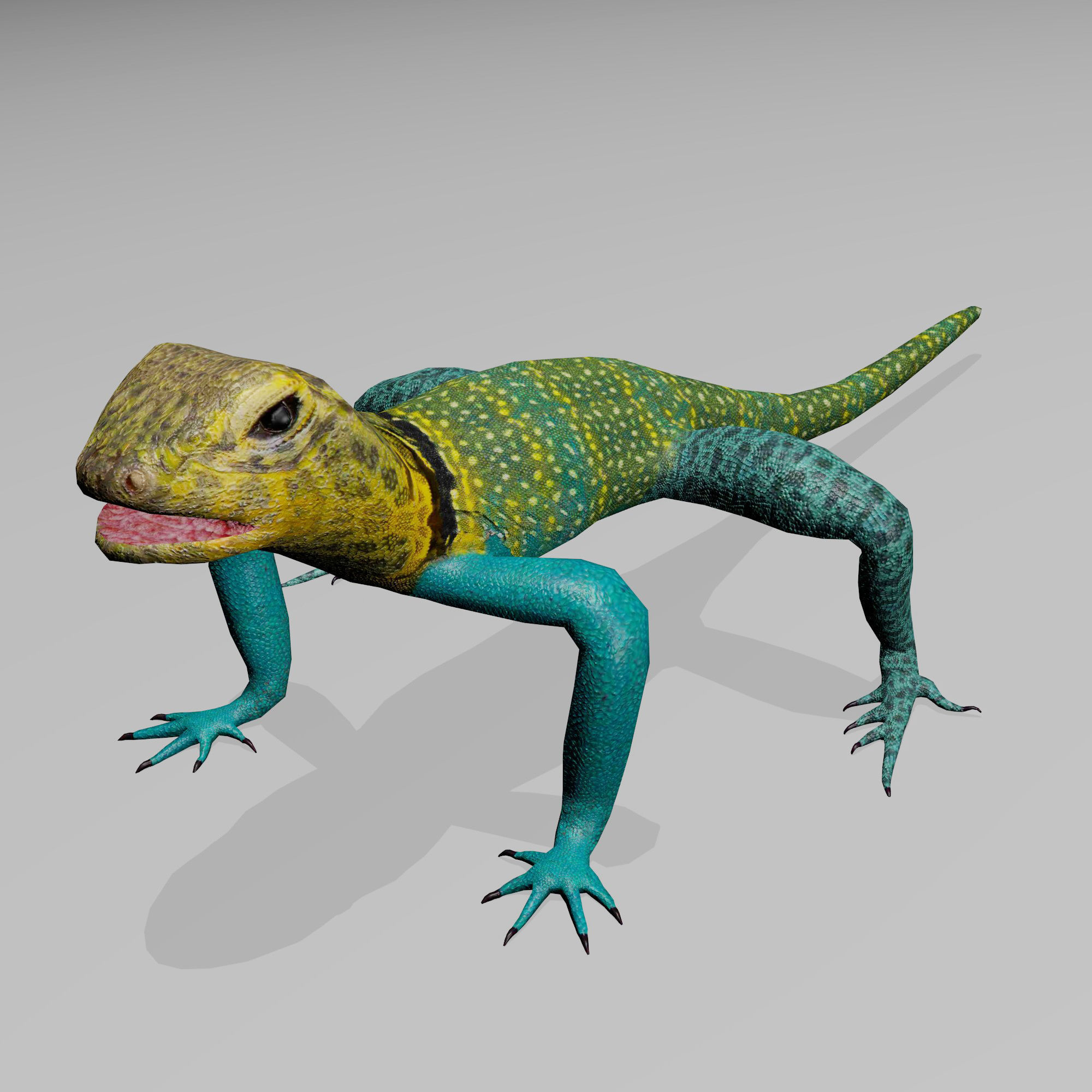 Collared Lizard 3D model | CGTrader