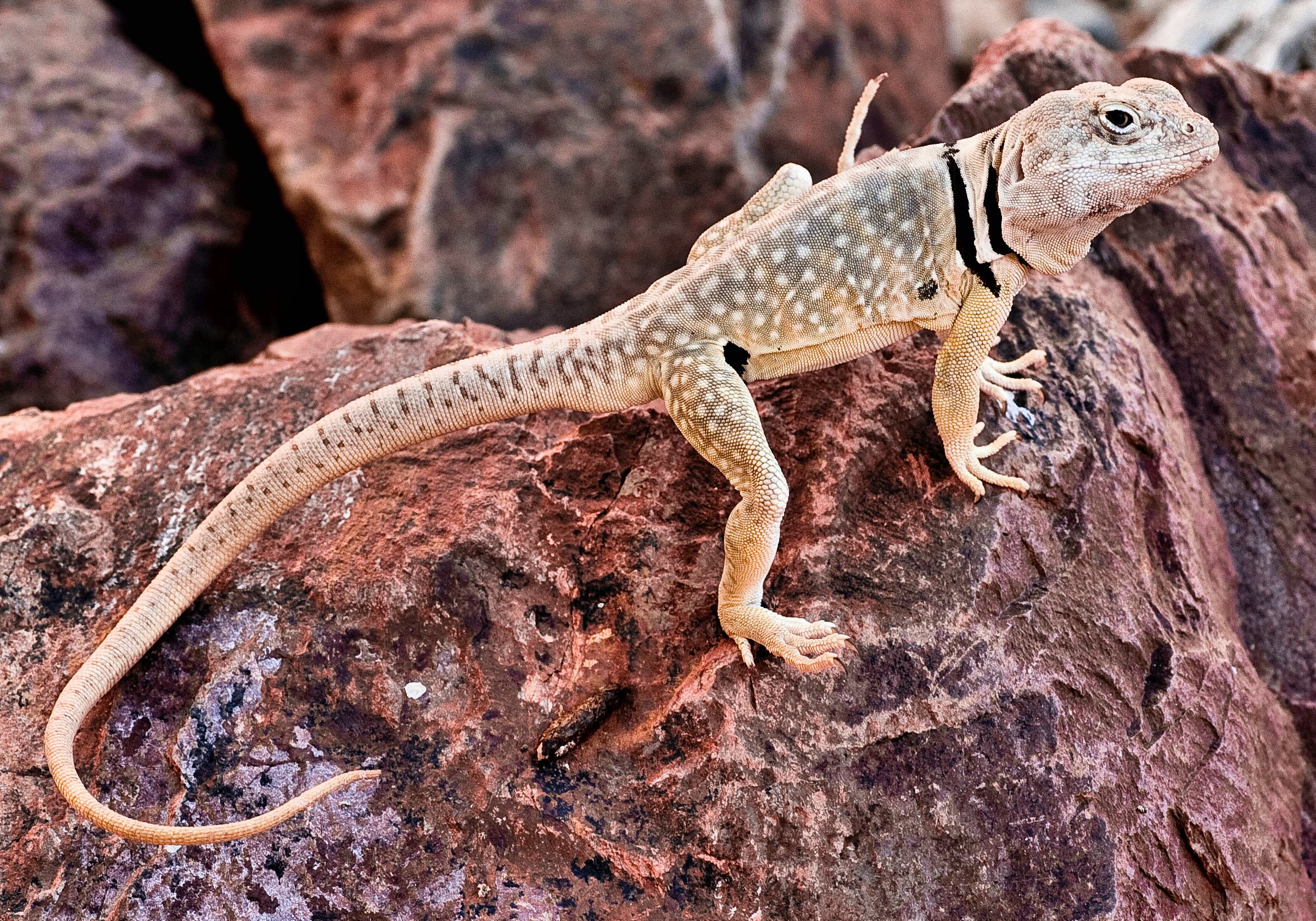 Sonoran Collared Lizard - Tucson Herpetological Society