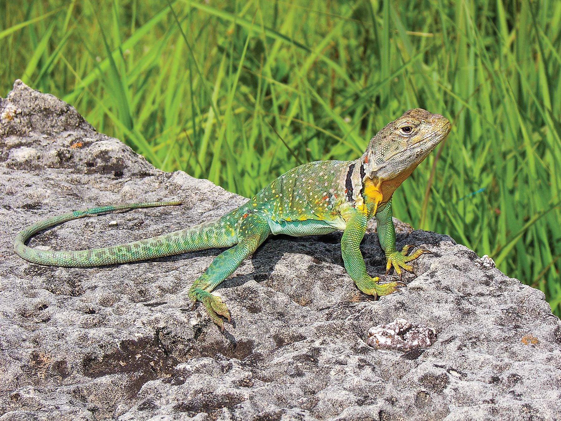 The Rebound of the Eastern Collared Lizard | Missouri Department of ...
