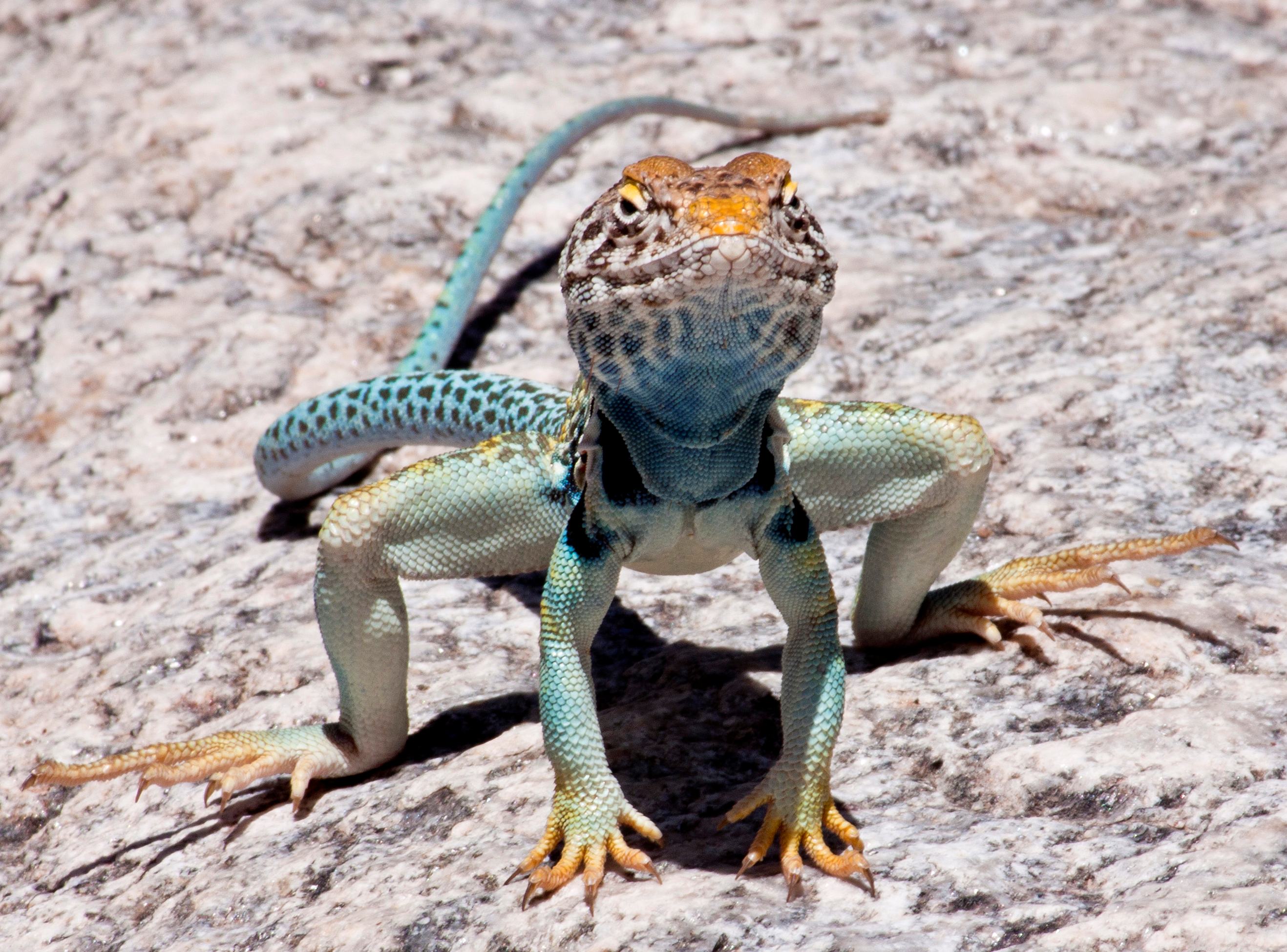 Eastern Collared Lizard - Tucson Herpetological Society