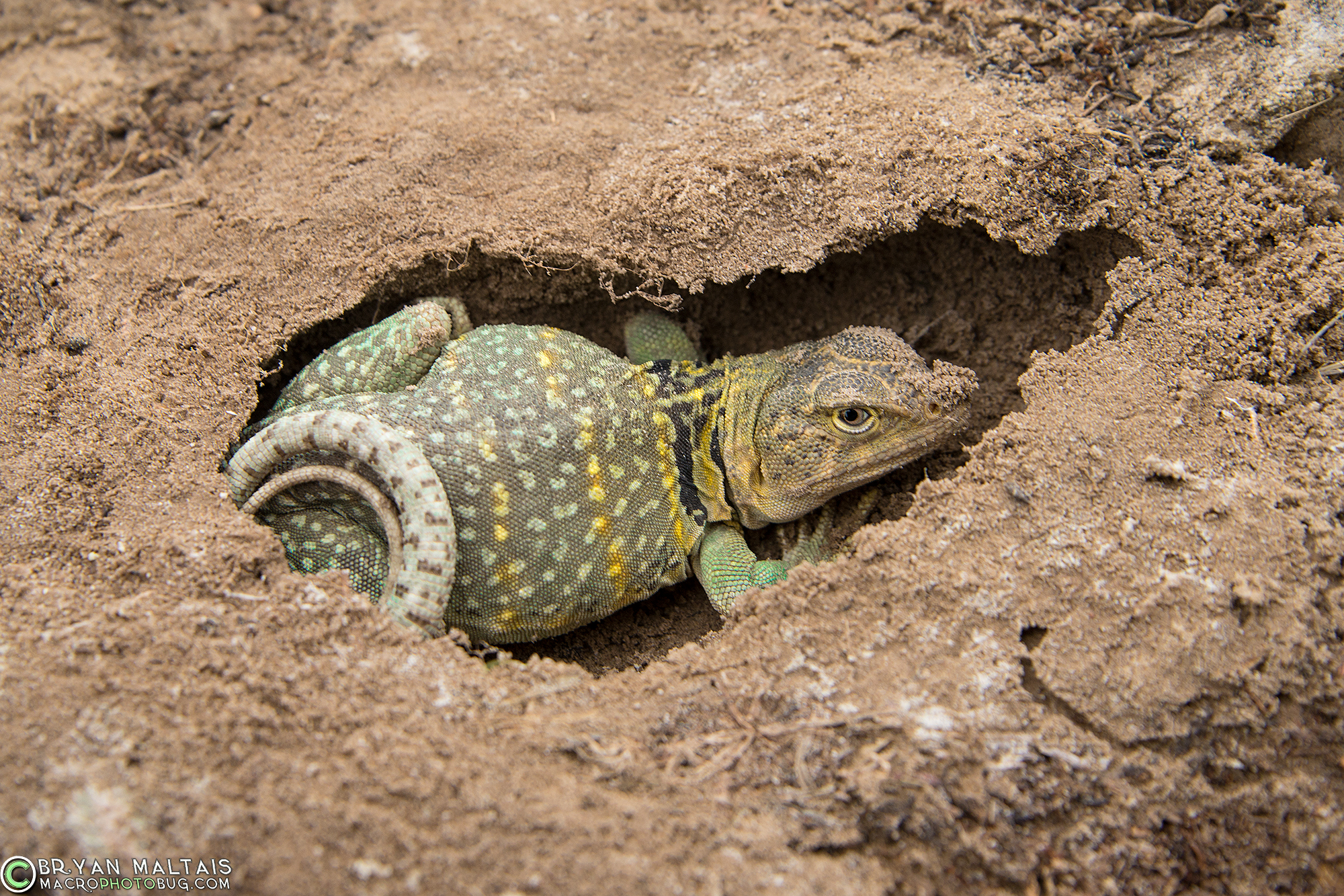 The Common Collared Lizard in Colorado, Reptile Photography
