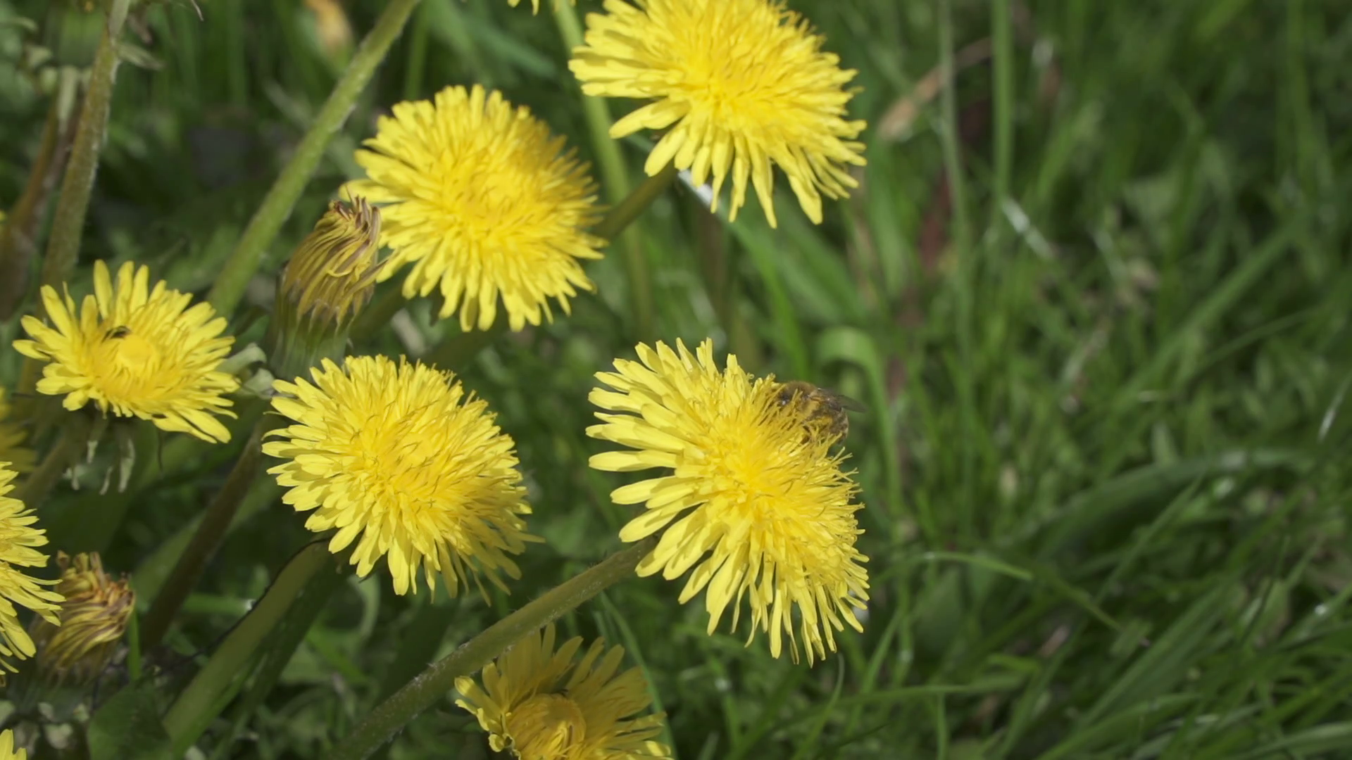 A European honey bee collects nectar from Dandelions Taraxacum in ...