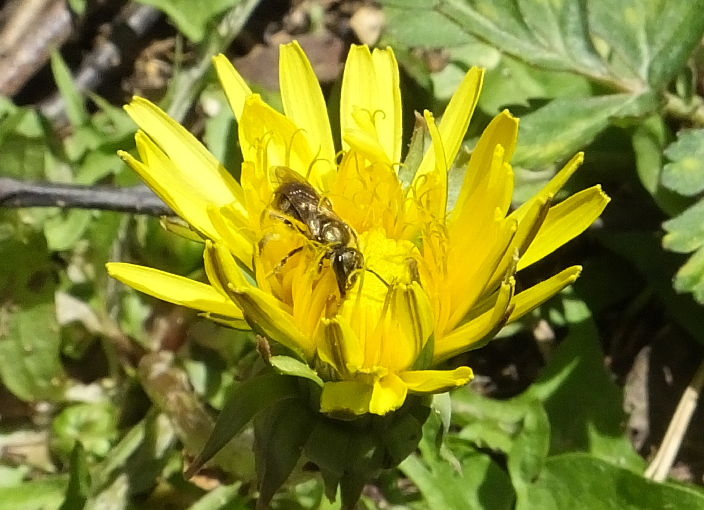 Plant-Insect Interaction: Ants, bees, and common dandelions | The ...