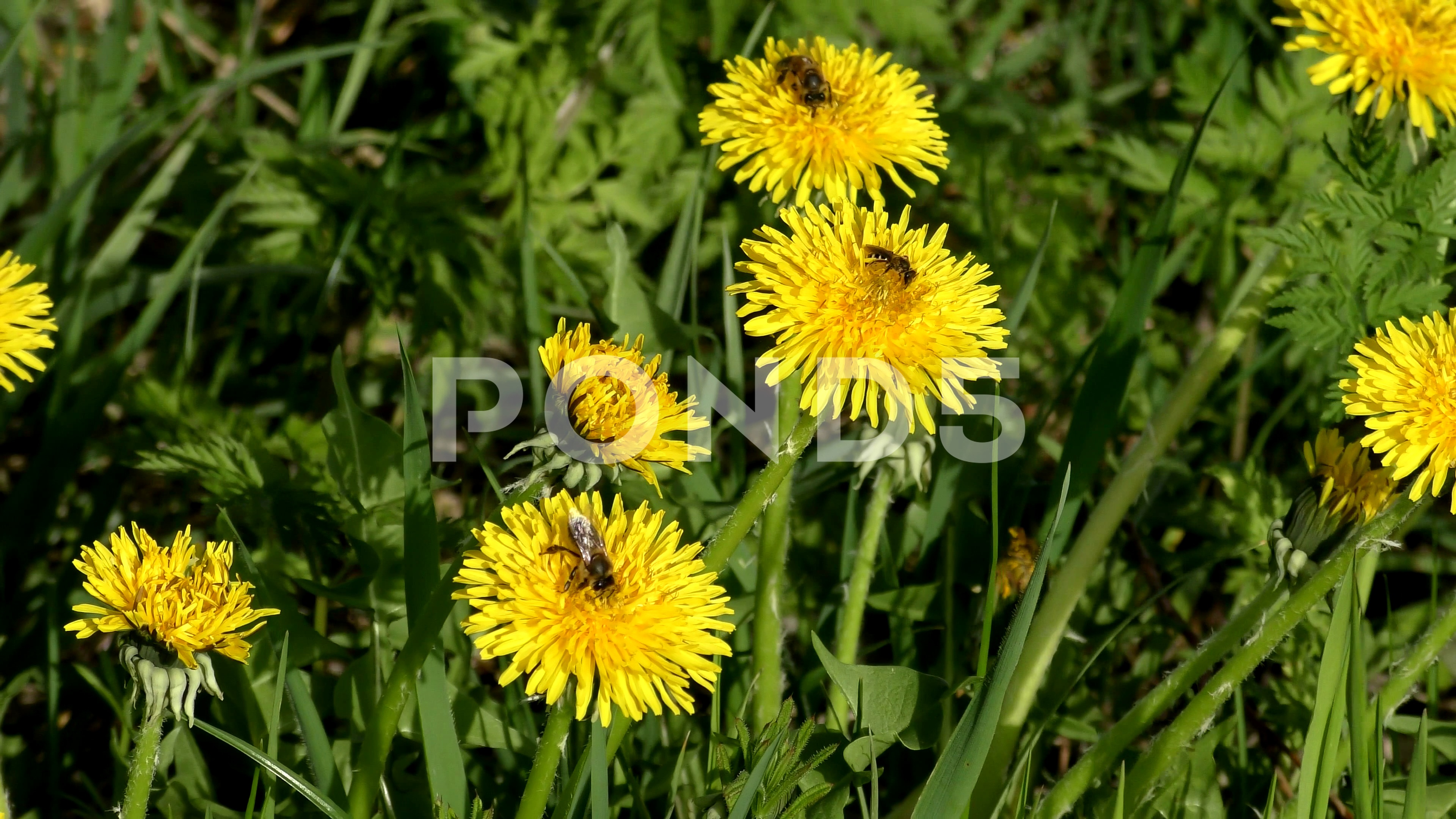 Working bee collecting pollen from a dandelion ~ Hi Res #76124336