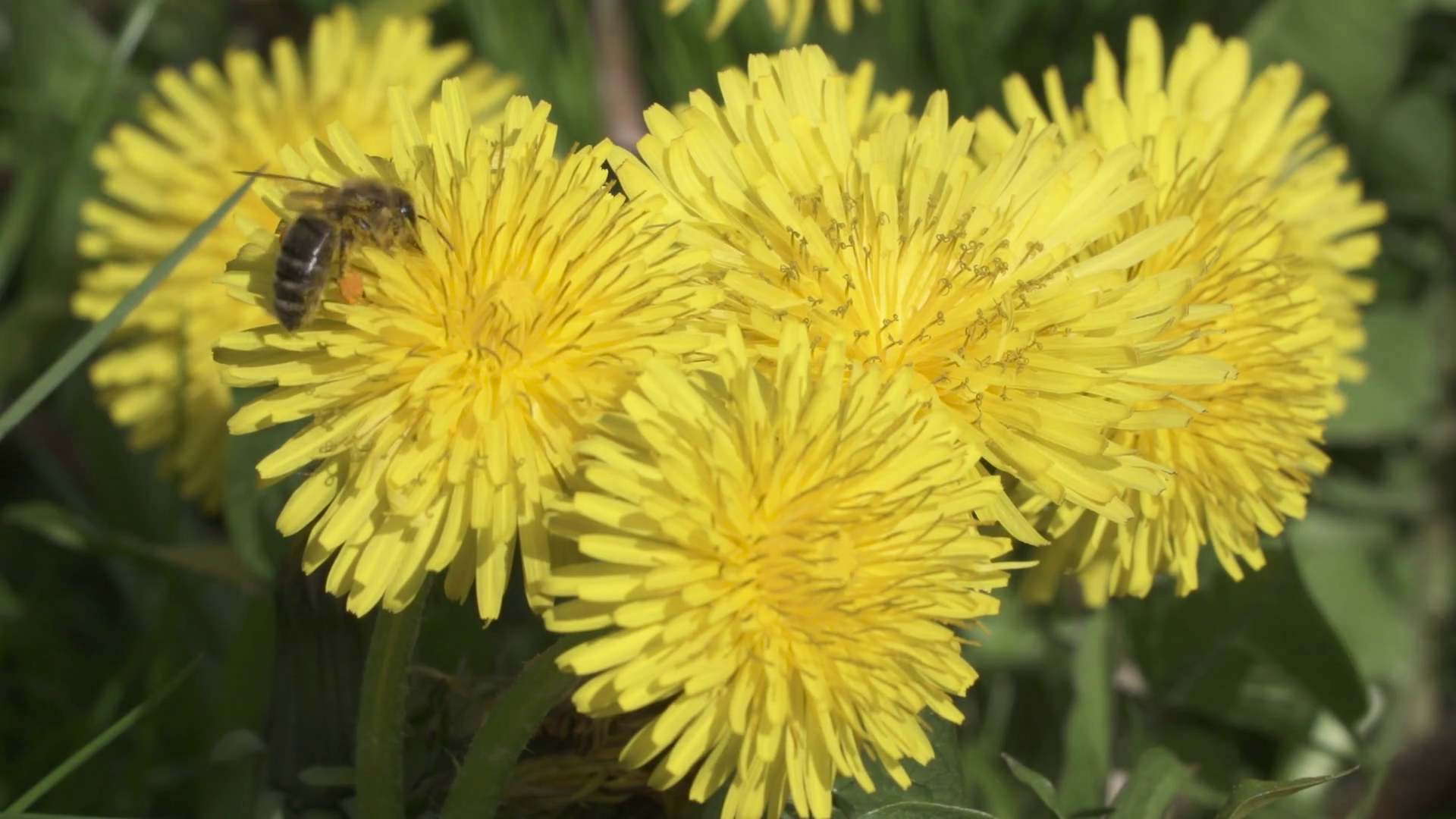 A European honey bee collects nectar from Dandelions Taraxacum ...