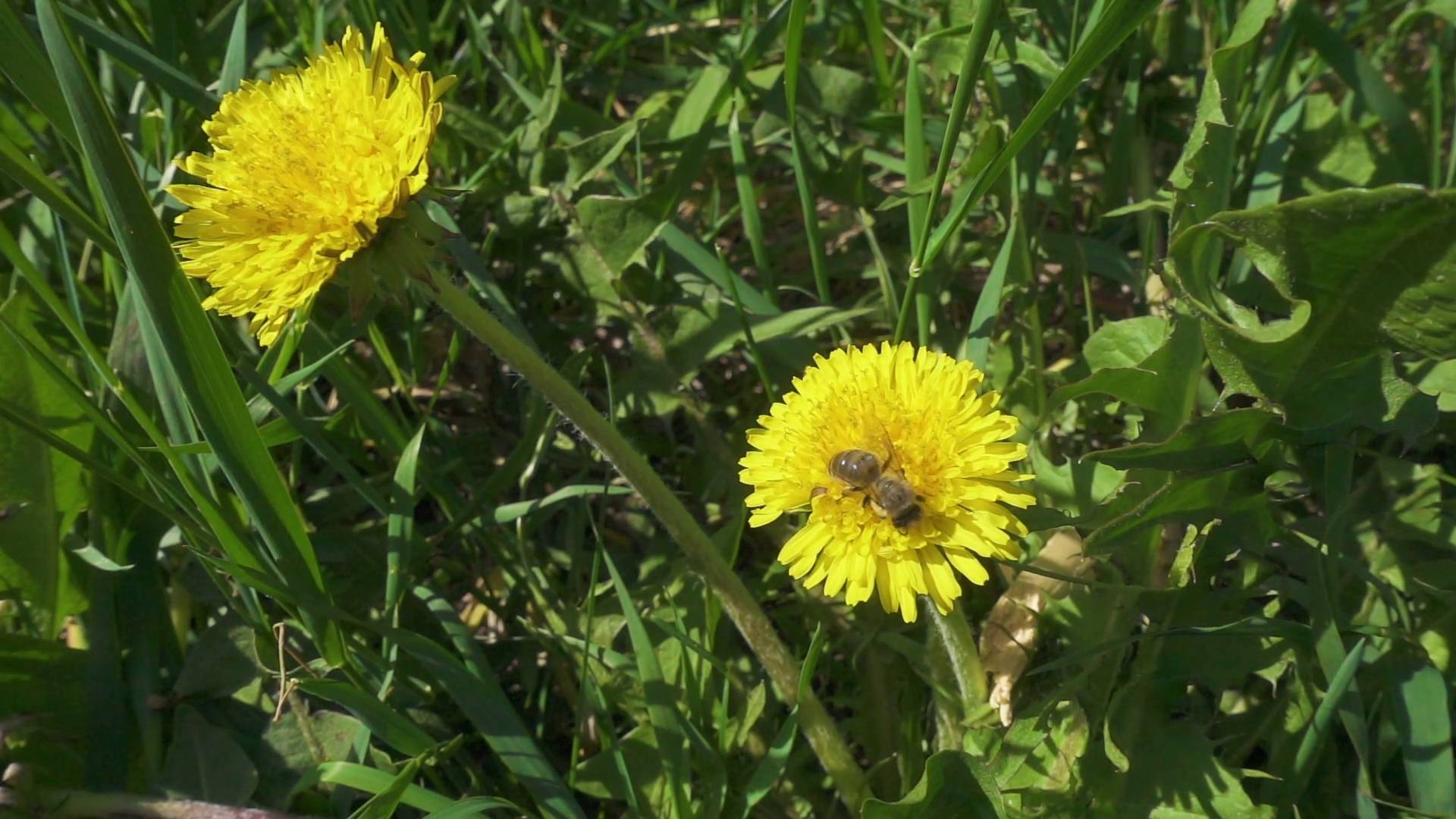 bee is collecting the pollen on dandelion flowers Stock Video ...