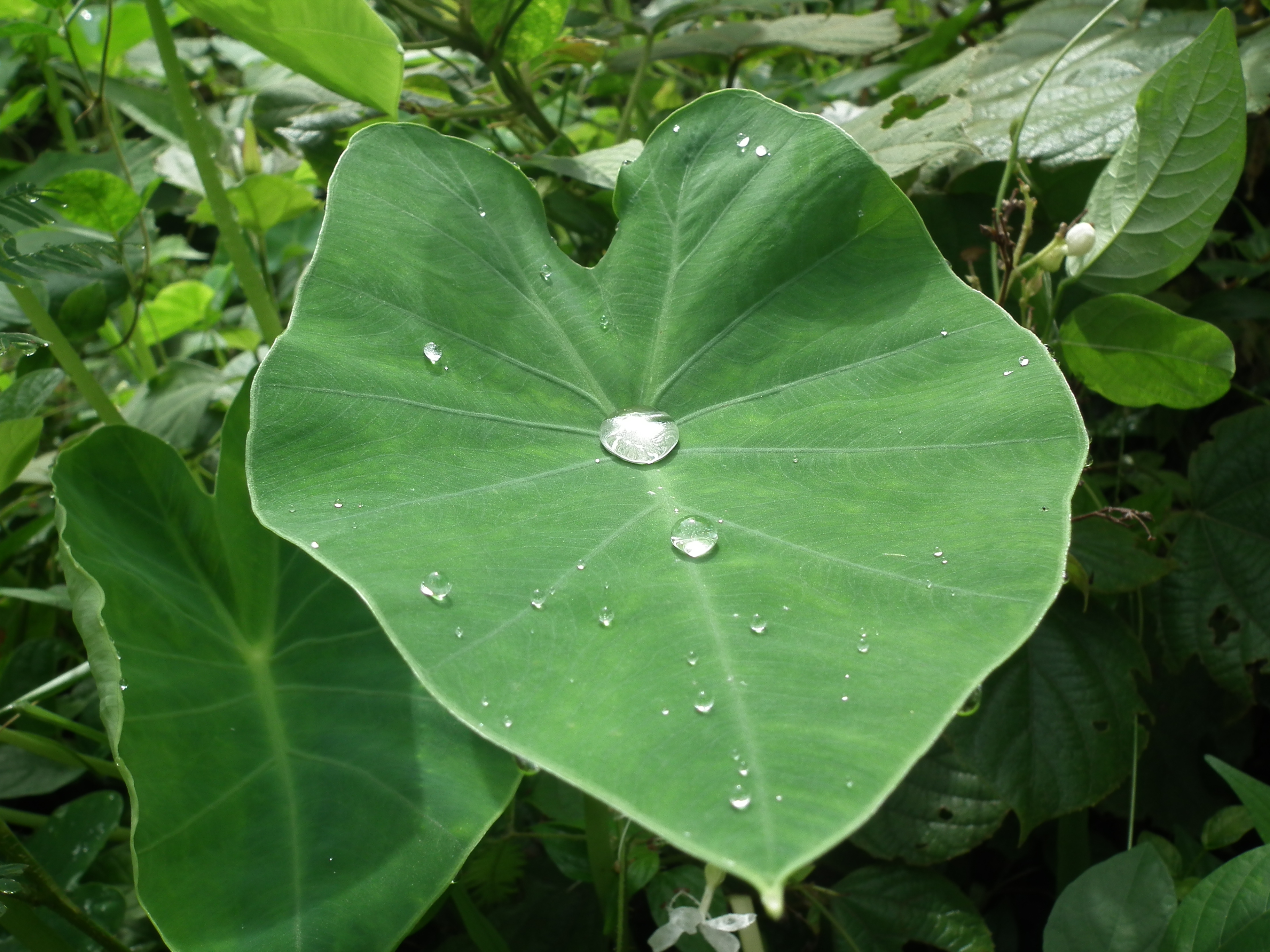 File:Colocasia plant from Kerala 5019.JPG - Wikimedia Commons