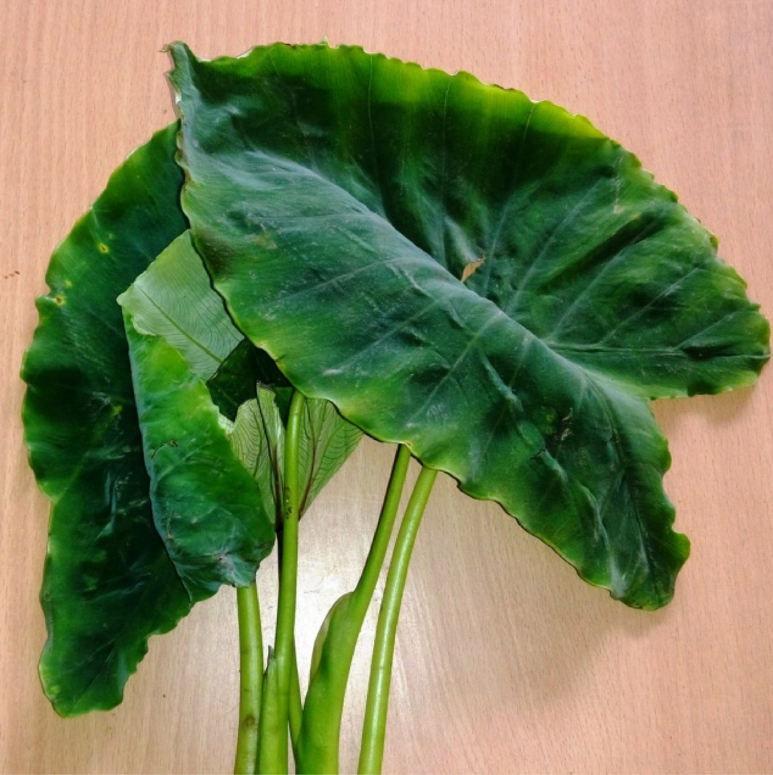 Indigenous Food Processed from Colocasia Leaves - The Morung Express