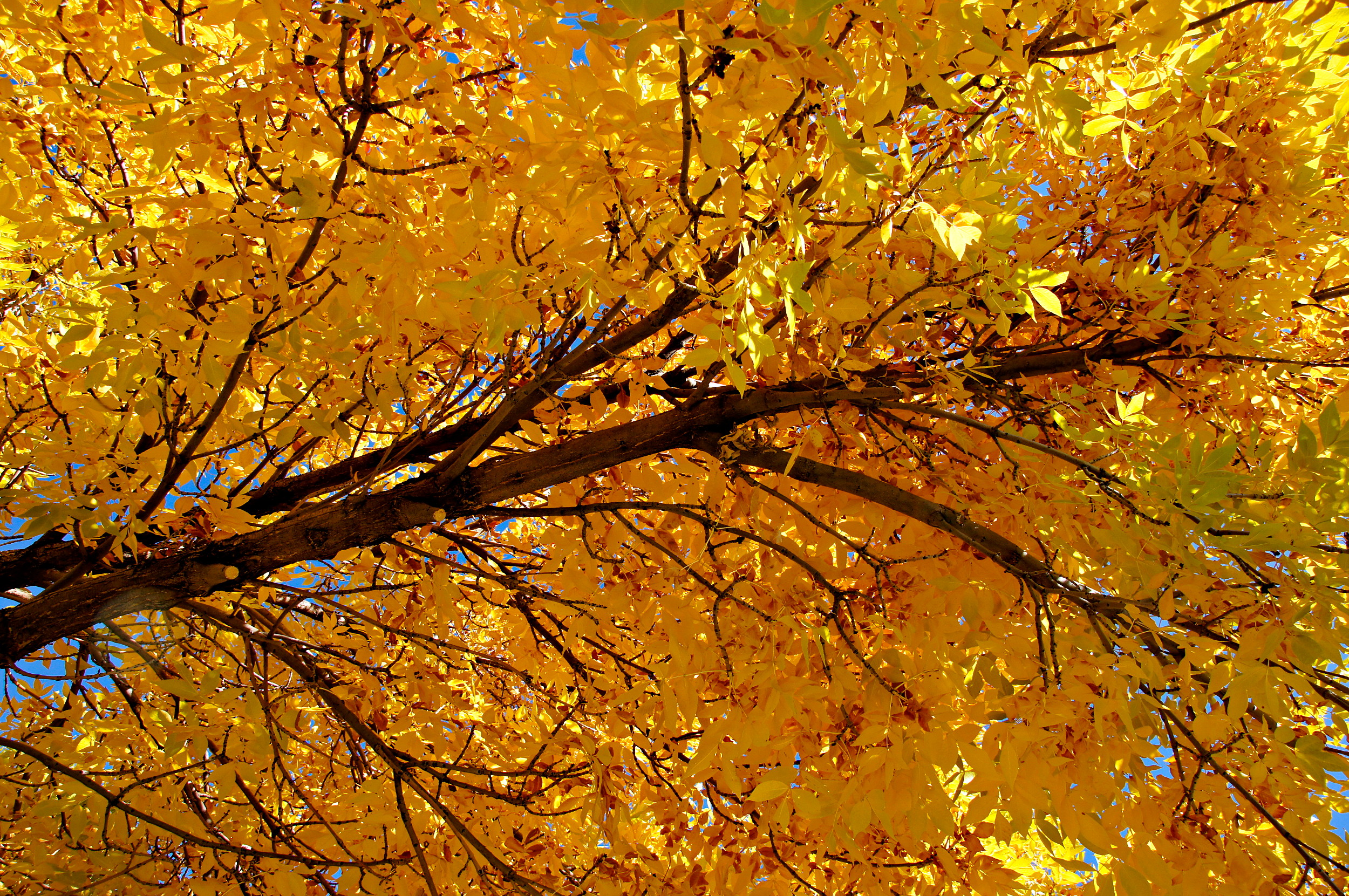 Colorado golden autumn ii photo