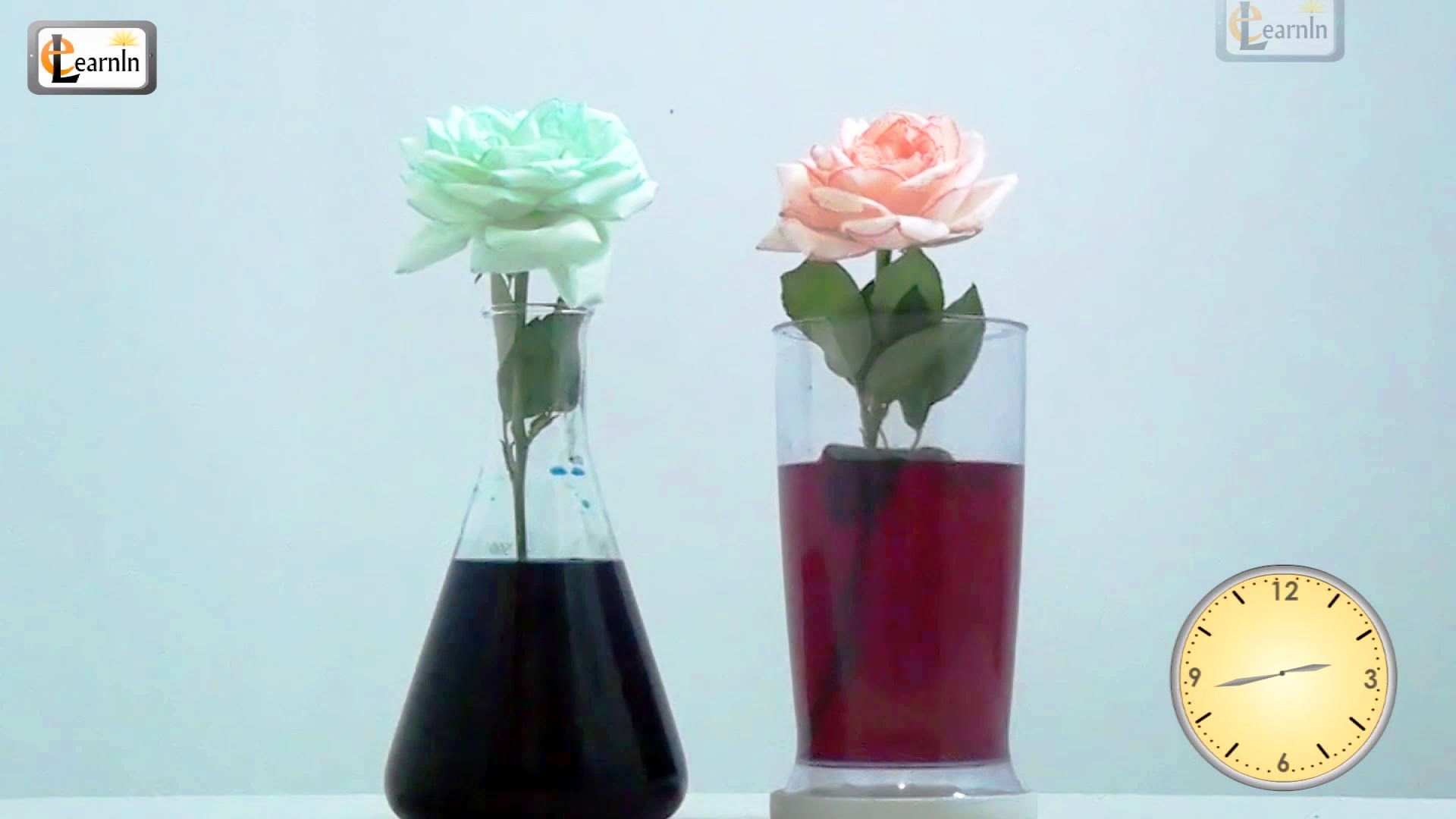 Colored flowers | Color changing flower experiment | Science ...