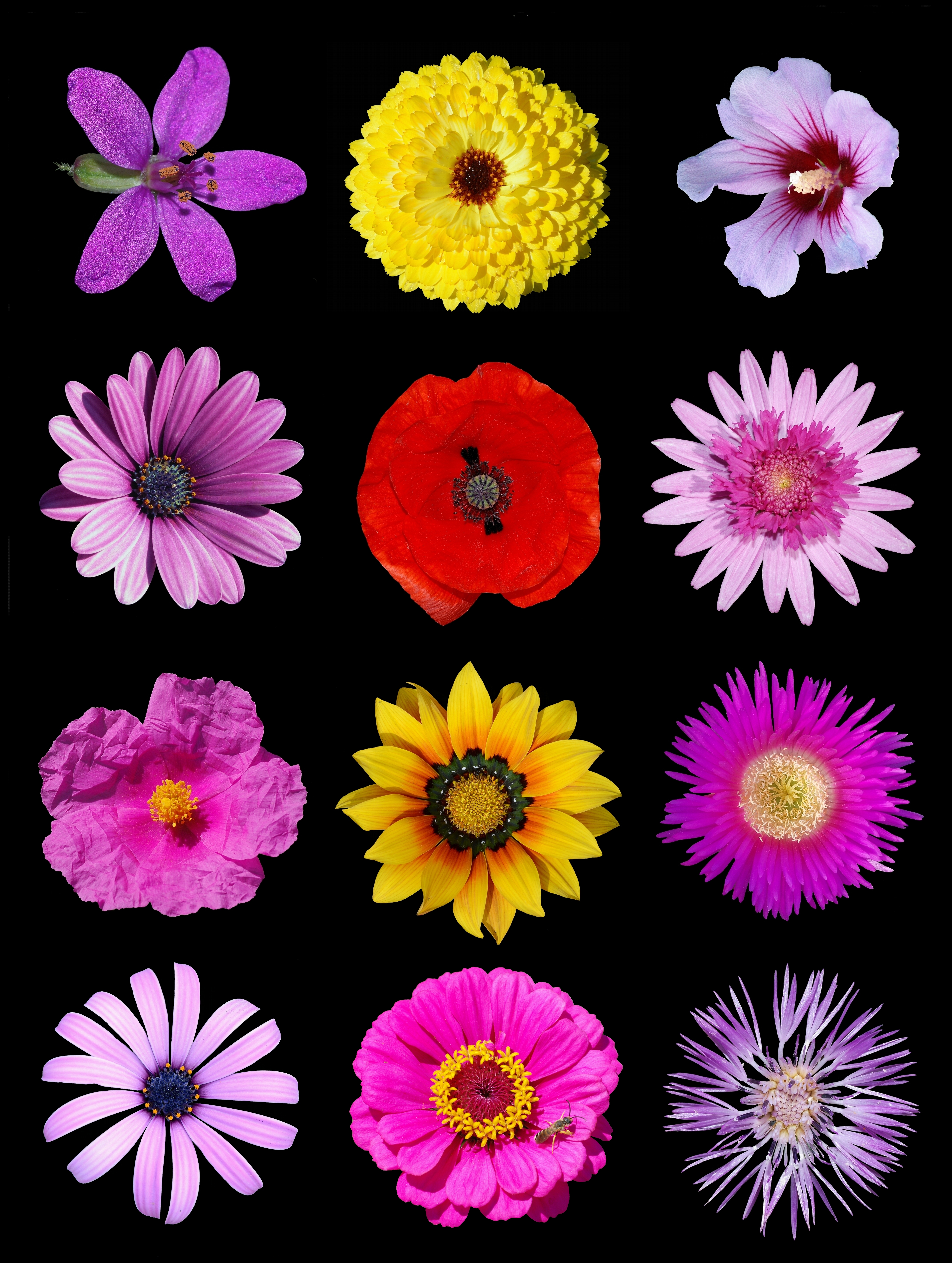 File:Colored flowers e.jpg - Wikimedia Commons