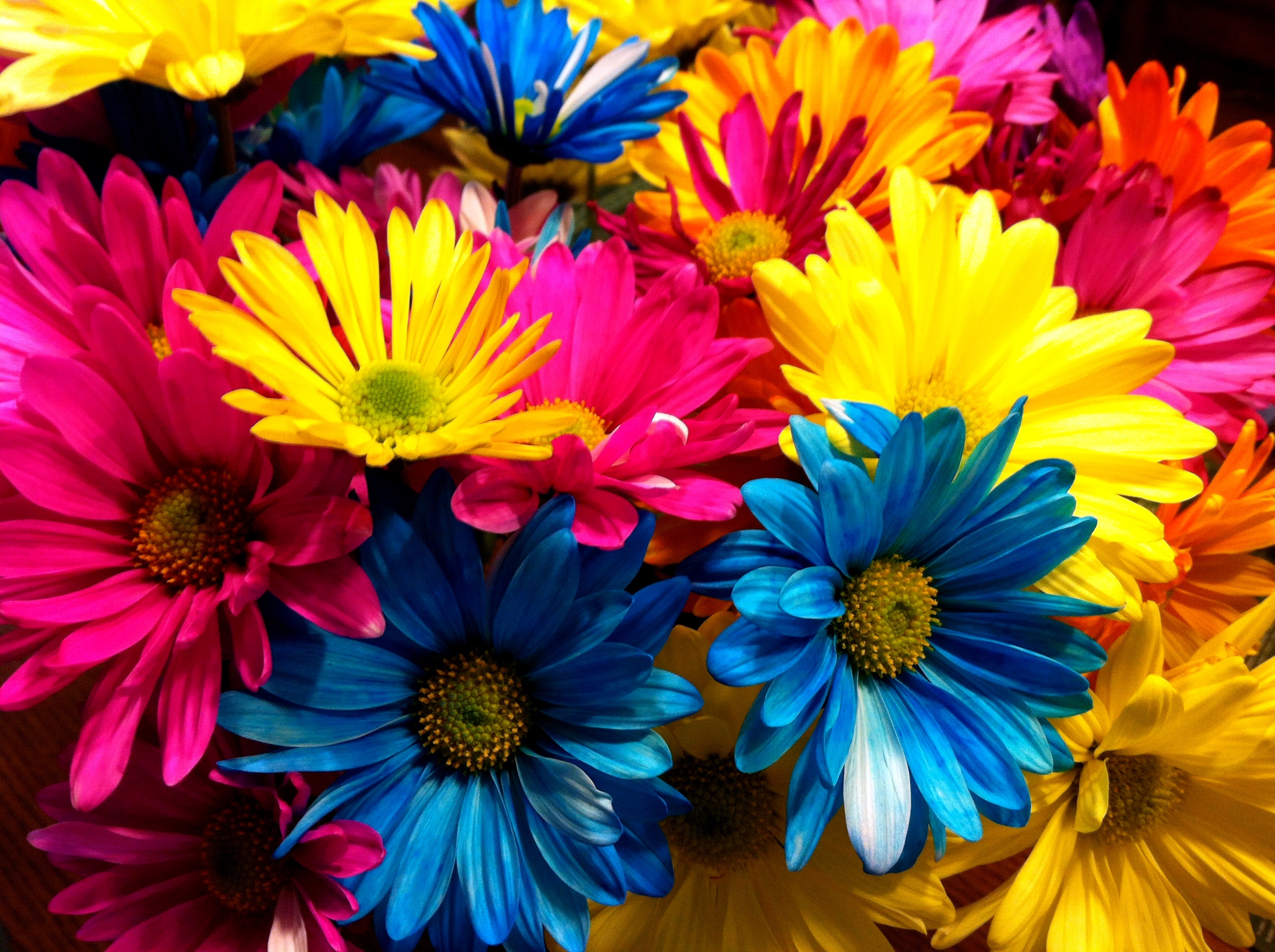 Colored Flowers - Coloring Pages