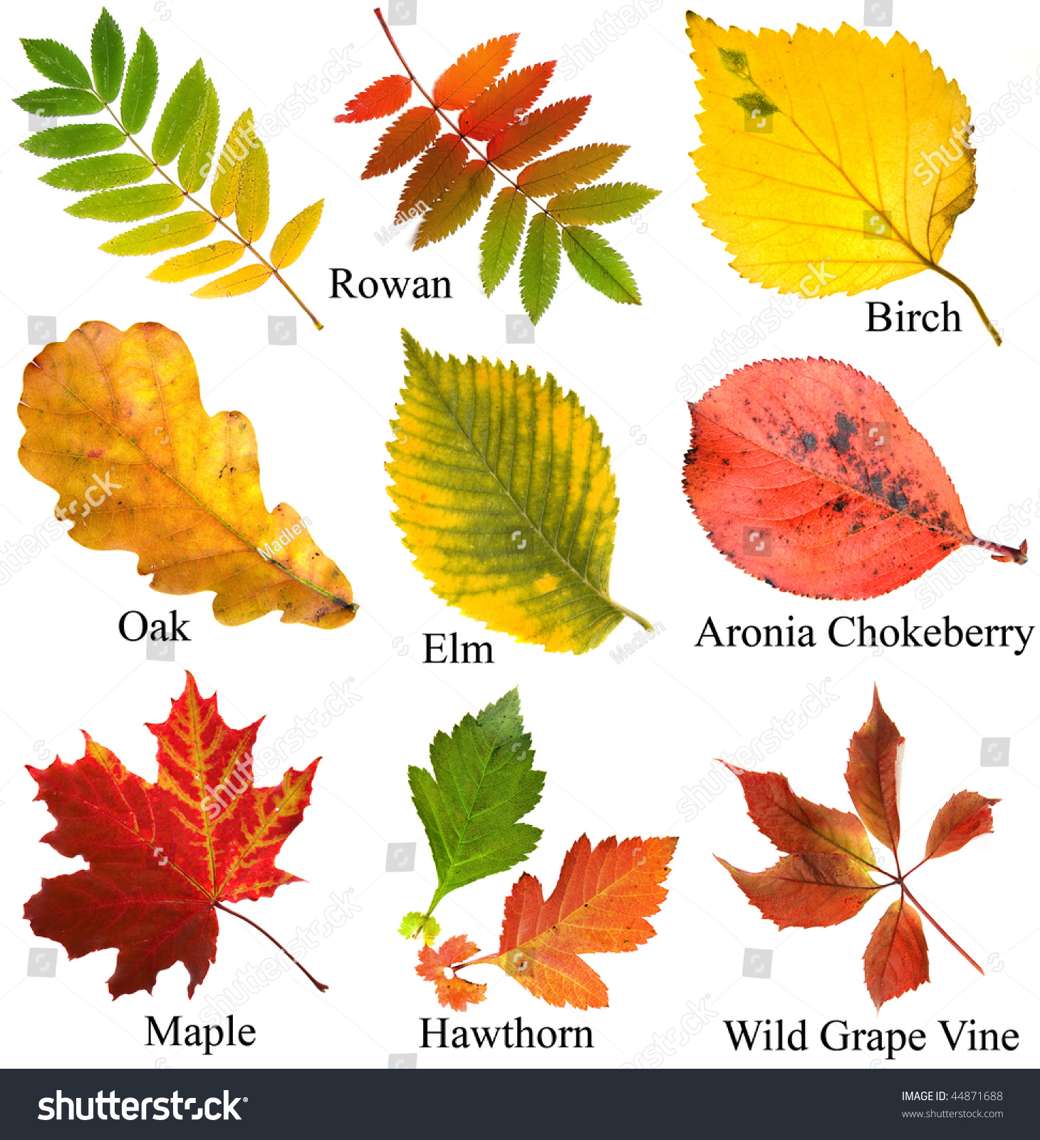 Collection Set Beautiful Colored Autumn Leaves Stock Photo (Royalty ...