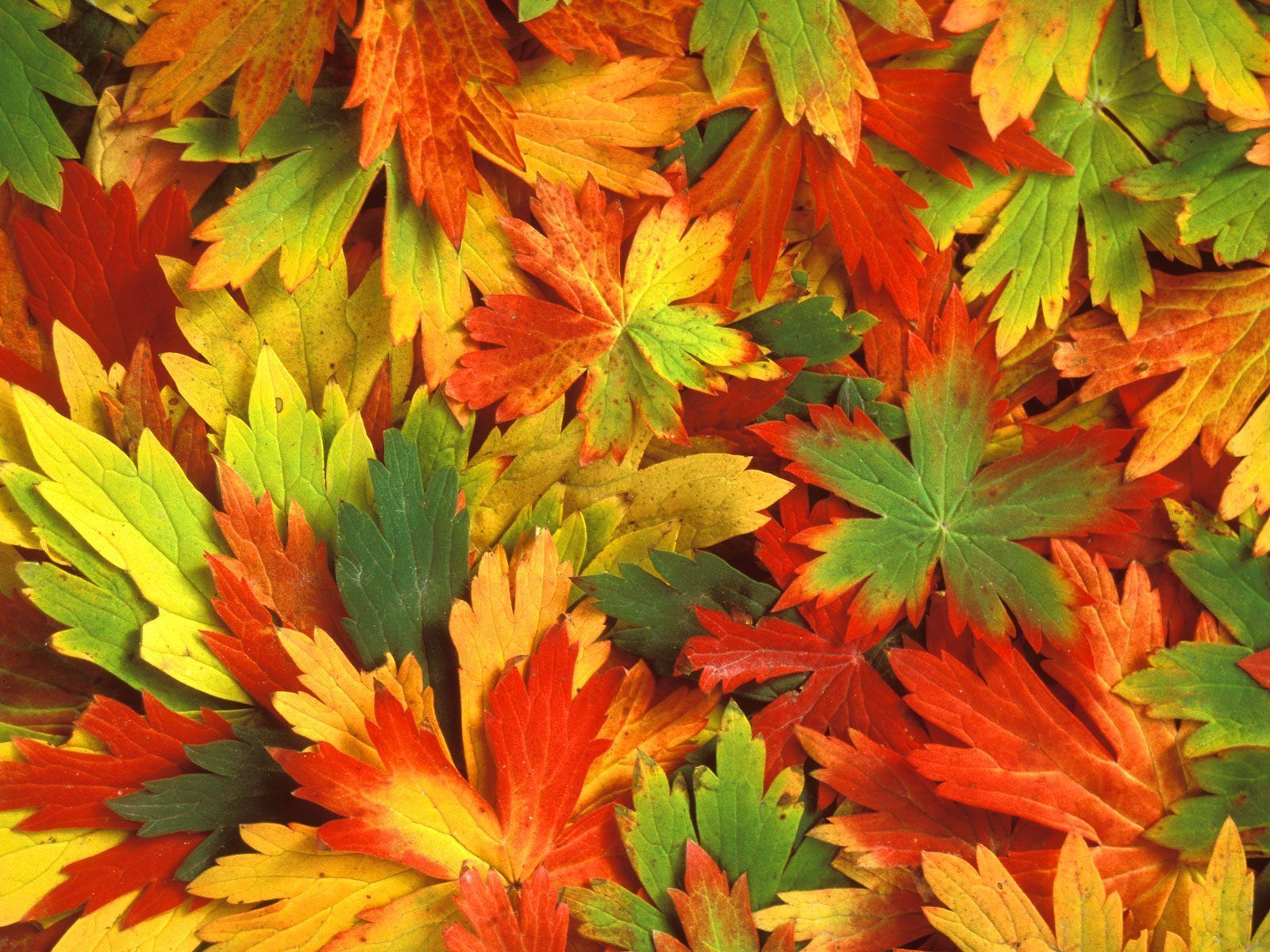 Multicolored autumn leaves photo