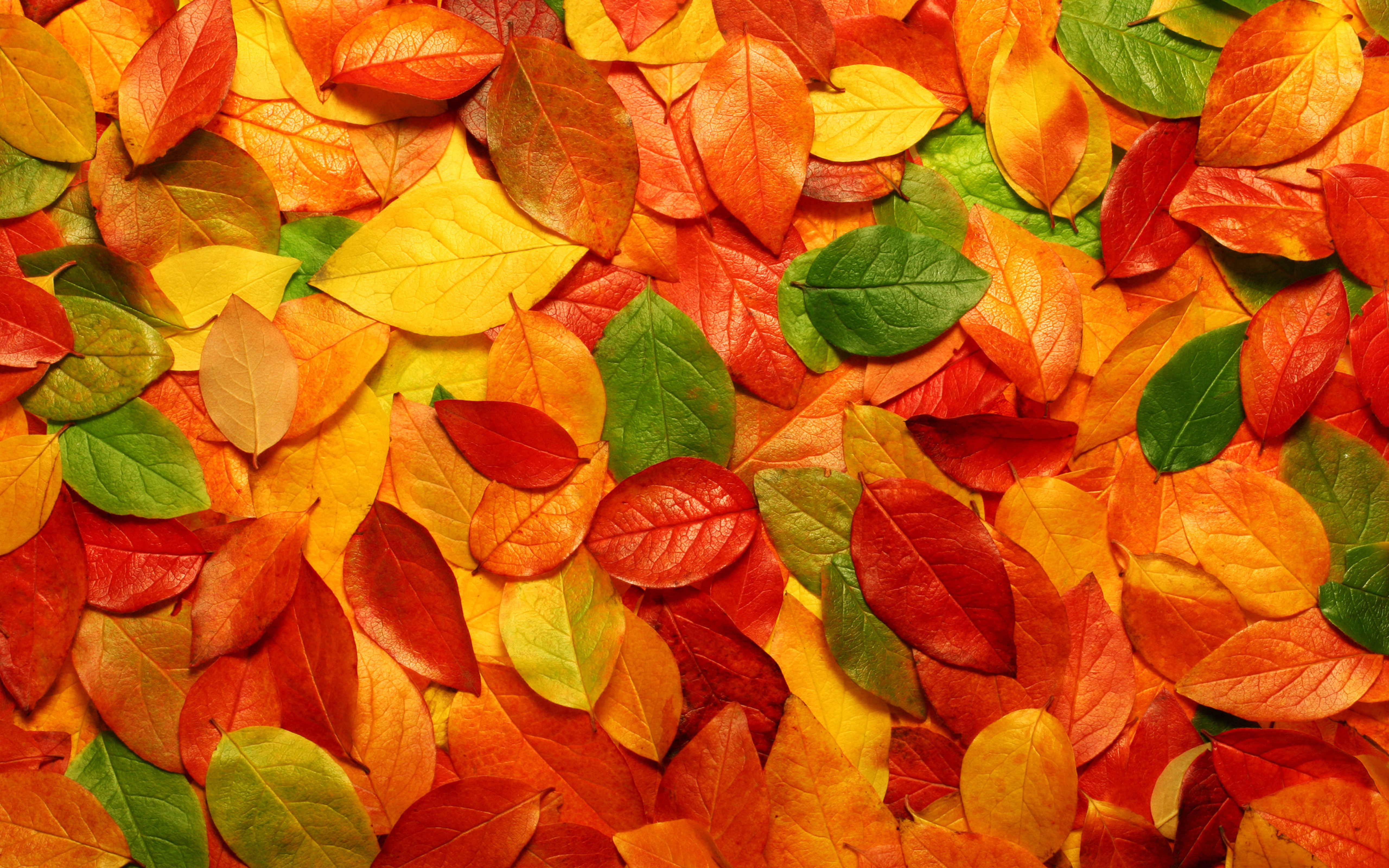 Wallpaper Download 5120x3200 Autumn blanket - copper-colored leaves