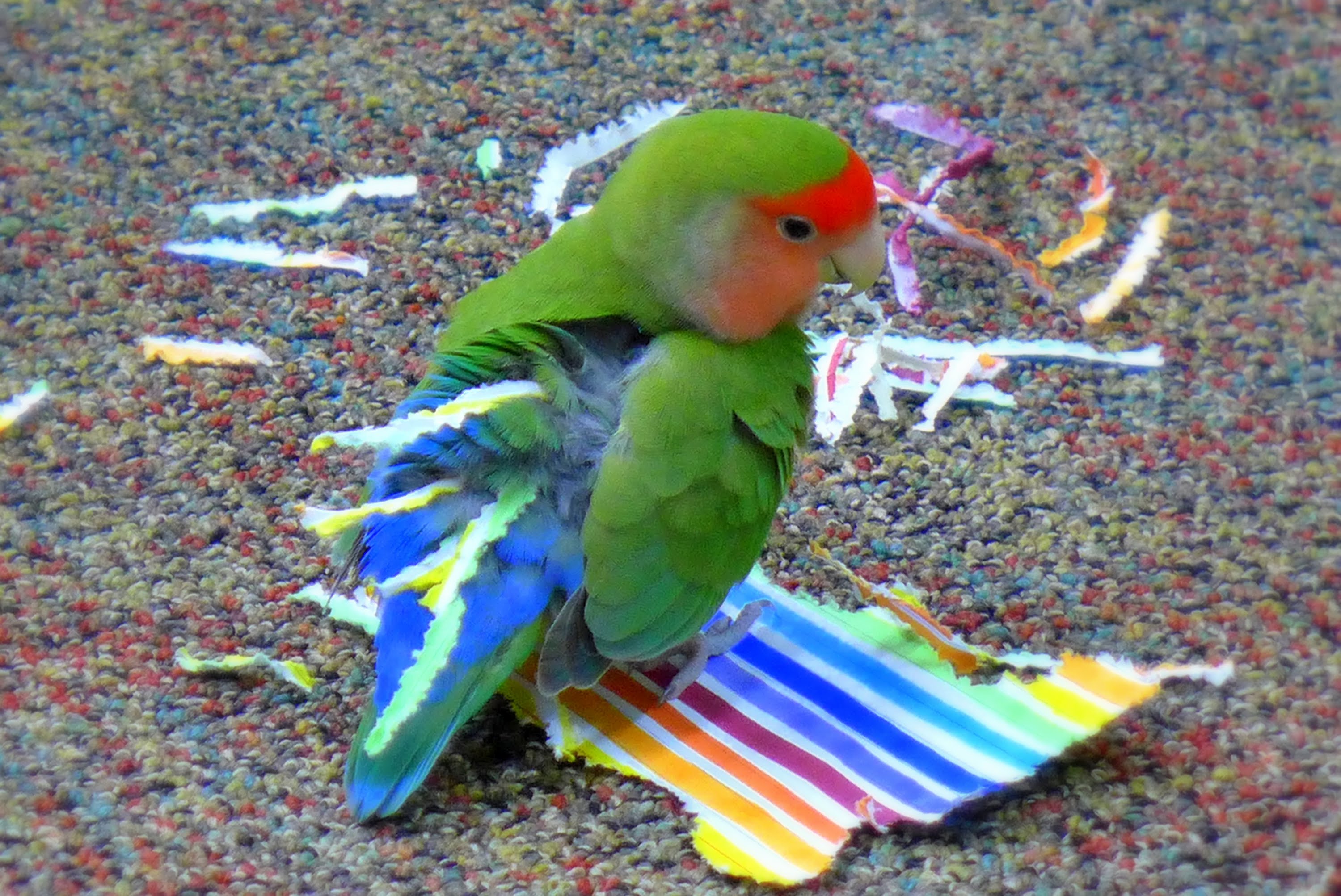 Lovebird makes a pretty paper tail! - YouTube