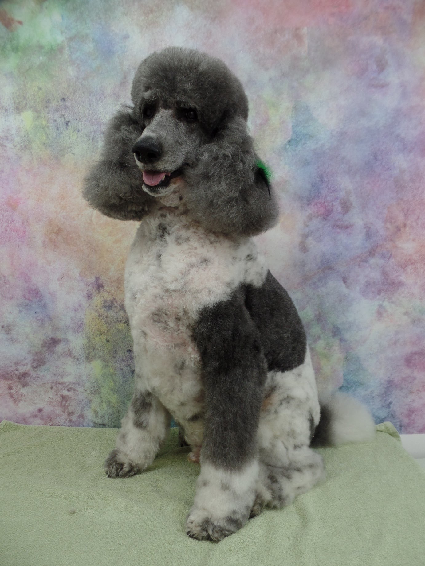 Indy the Standard Parti Colored Poodle celebrated his 7th Birthday ...
